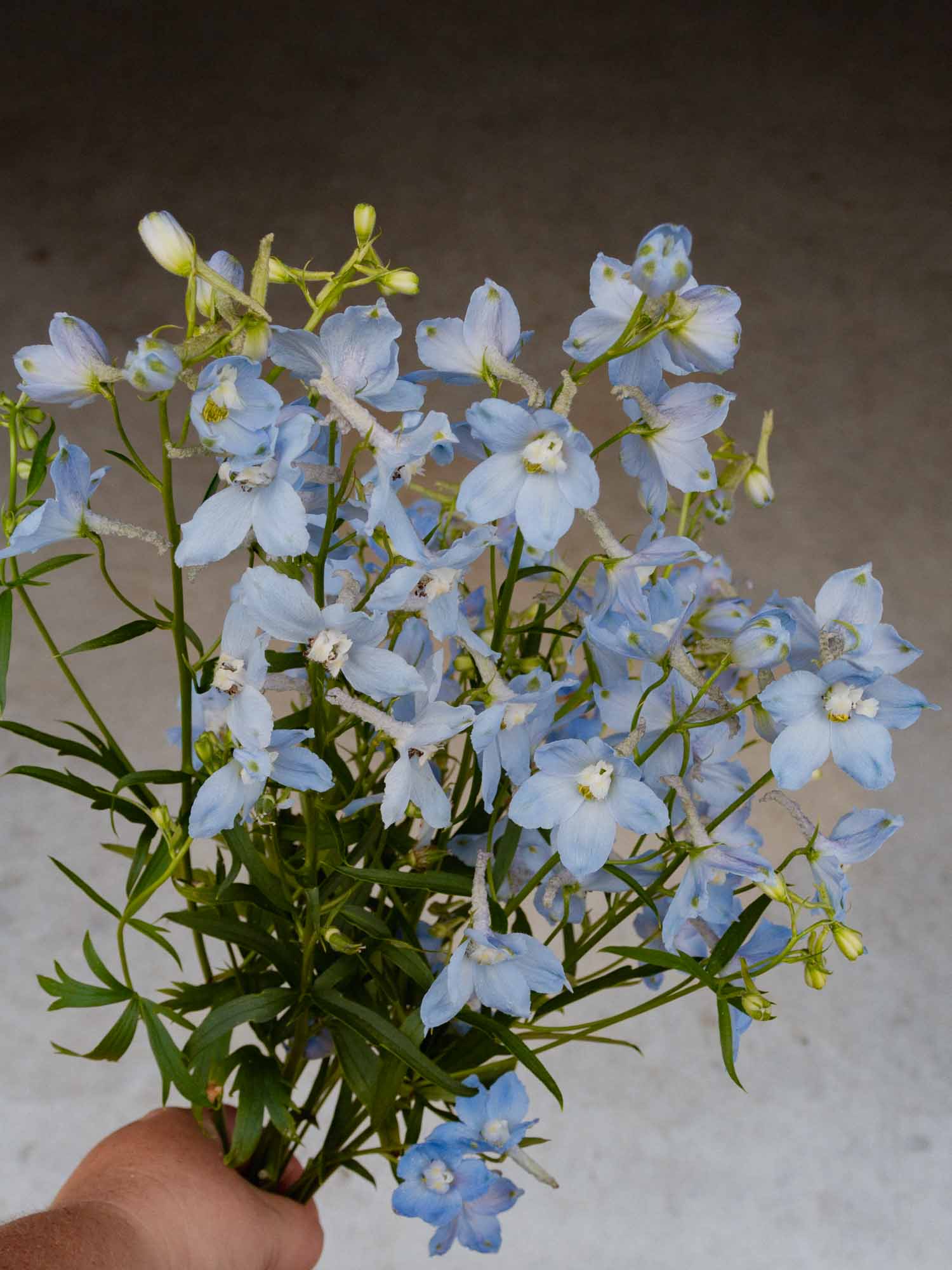 Delphinium - Cliveden Beauty