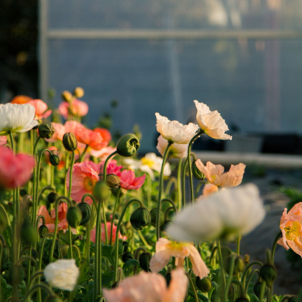 POPPY COLIBRI - La Dolce Vita - PLANTS