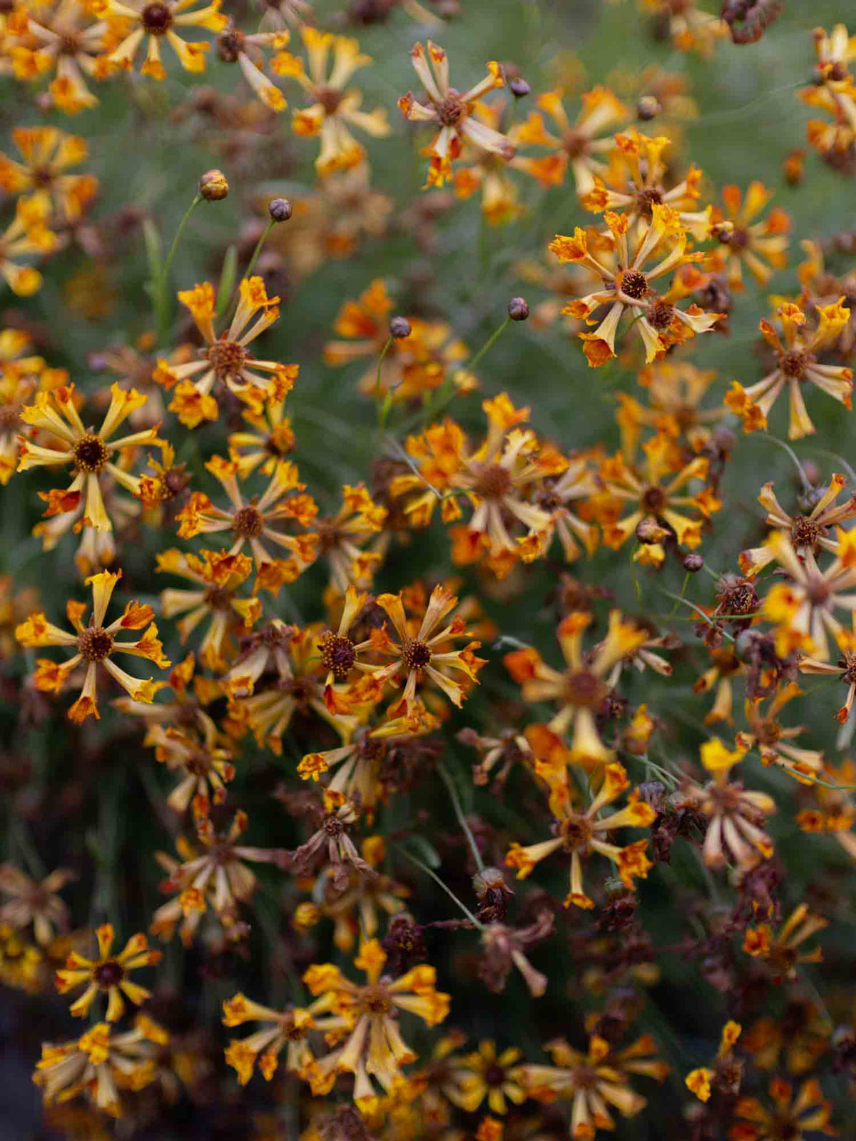 Coreopsis - Incredible Seashells
