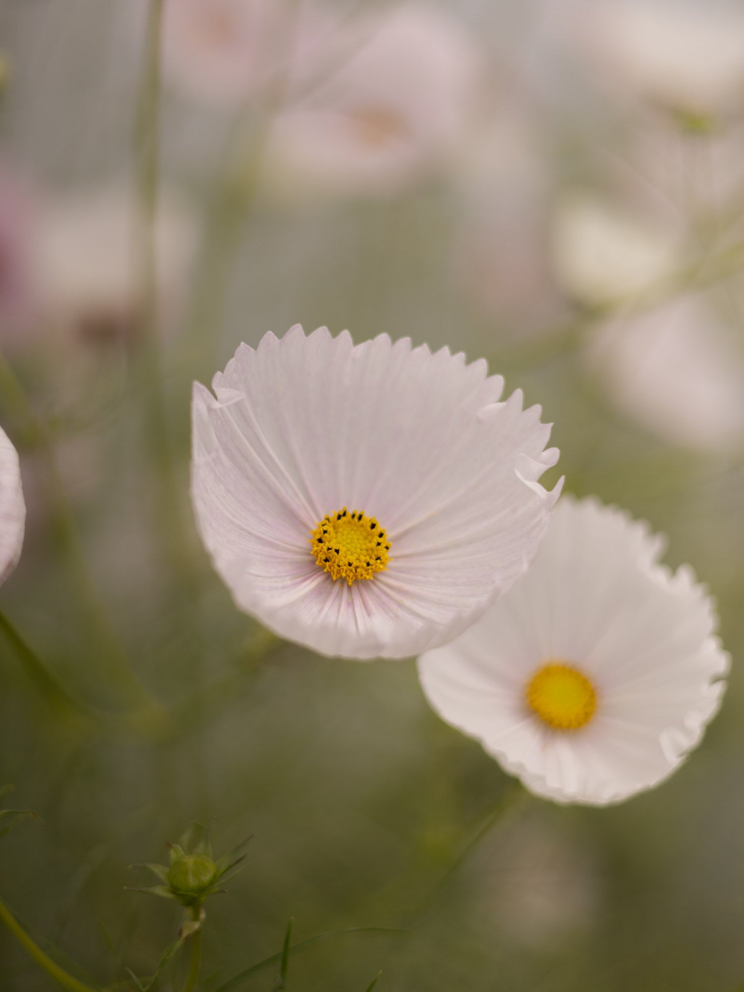 Cosmos - Cupcakes Blush