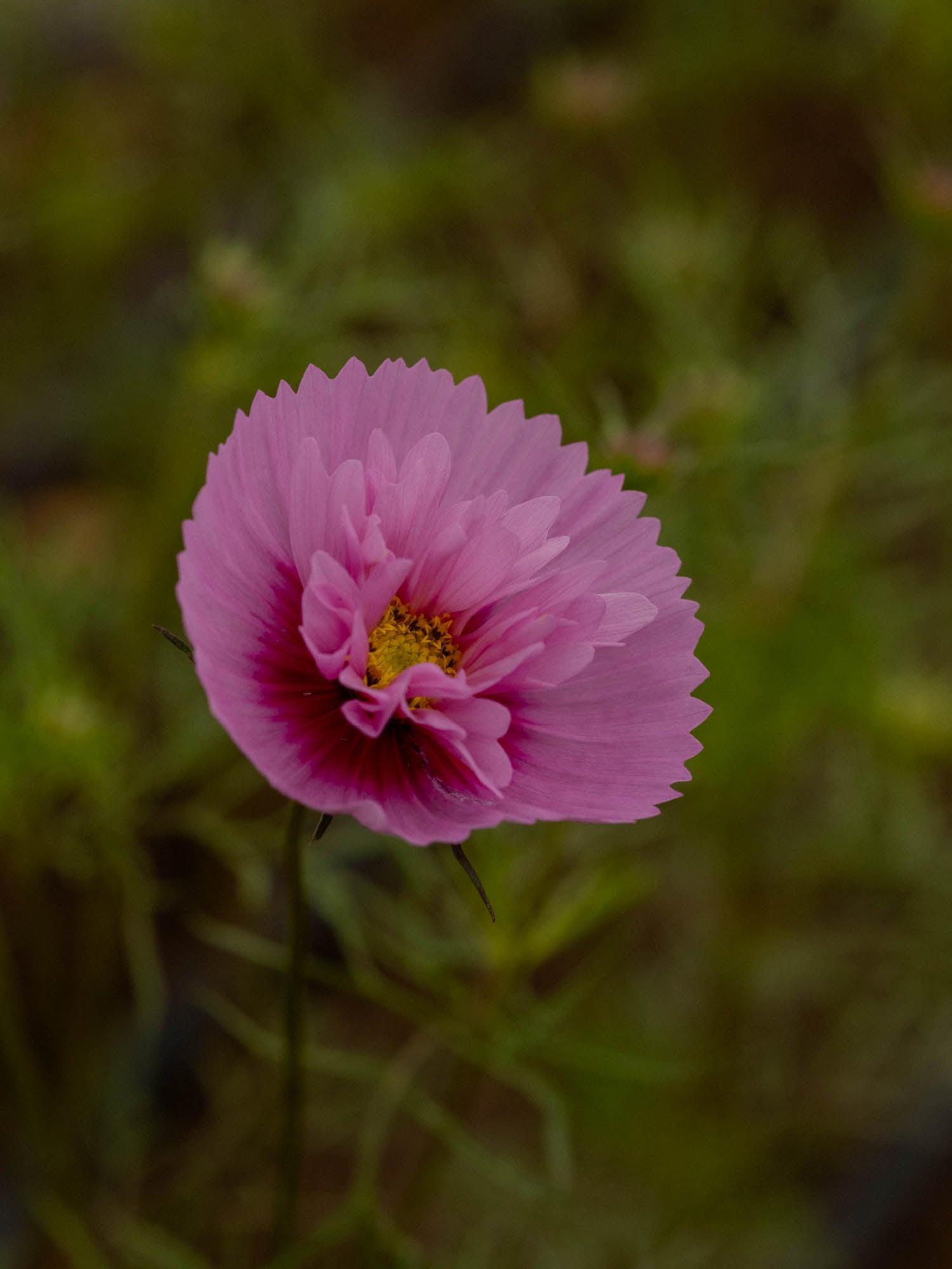 Cosmos - Cupcakes Sakura