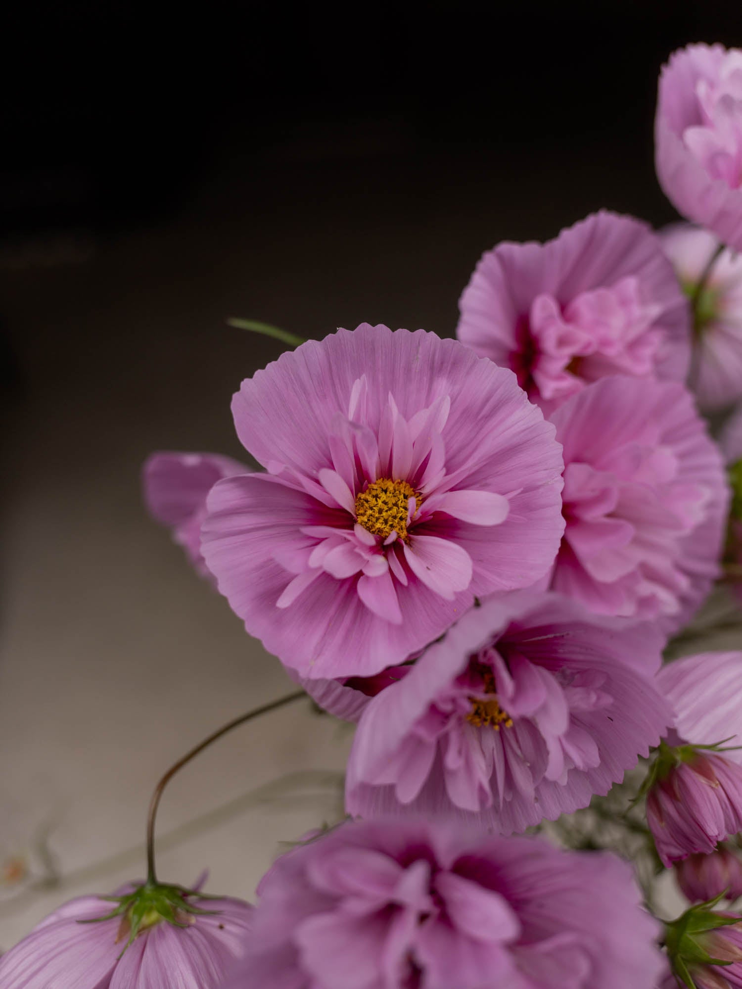 Cosmos - Cupcakes Sakura