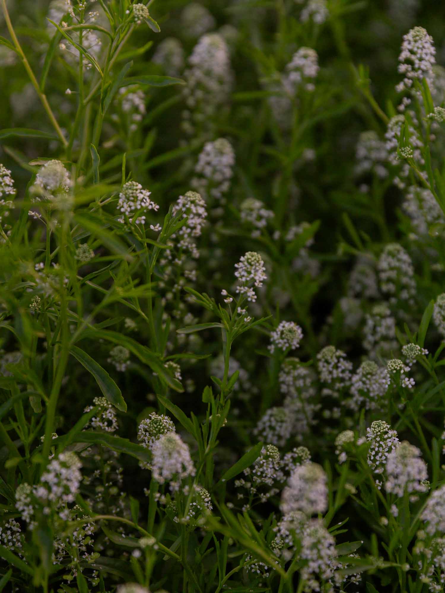 CRESS - Green Dragon - PLANTS
