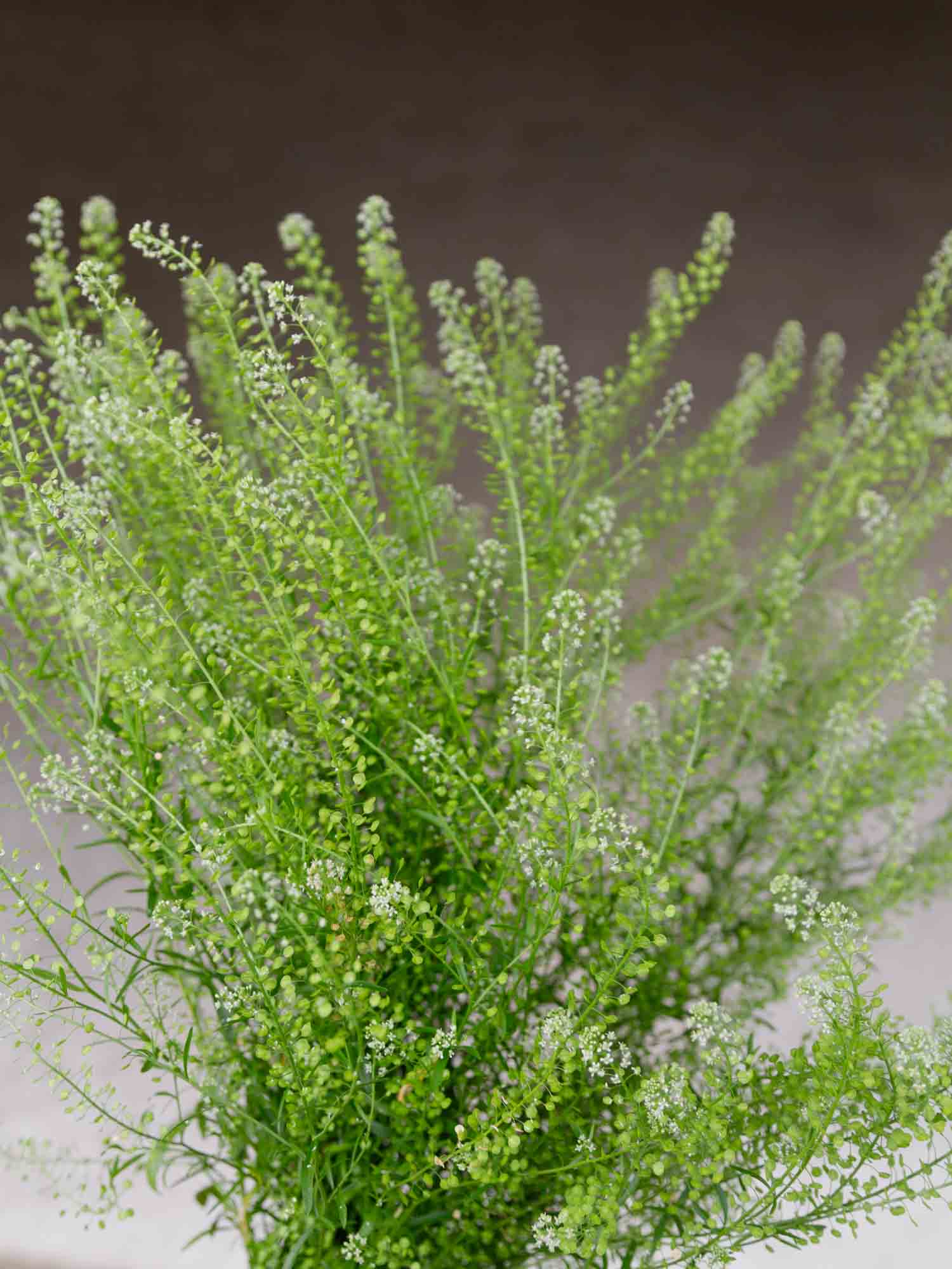 CRESS - Green Dragon - PLANTS