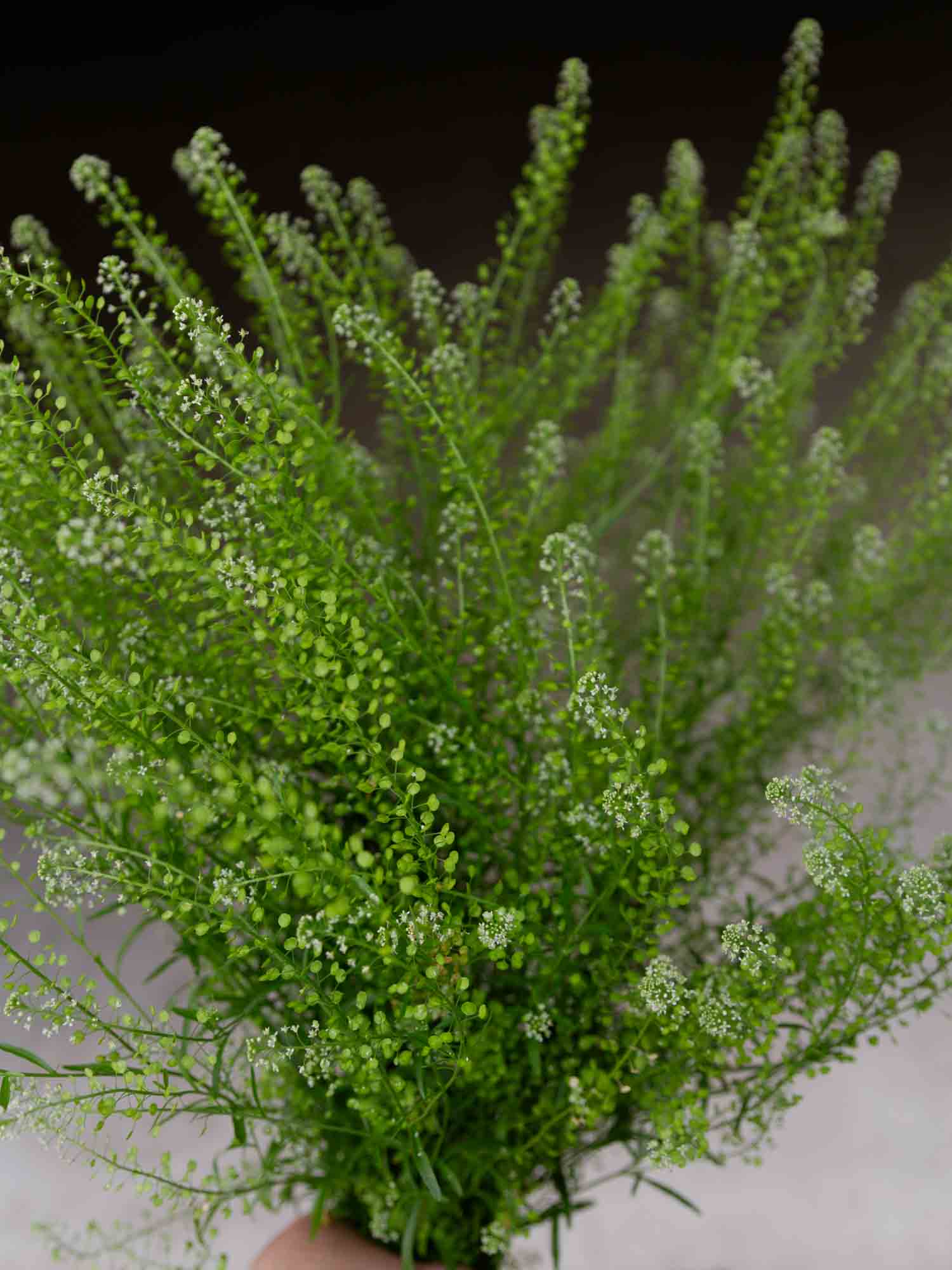 CRESS - Green Dragon - PLANTS