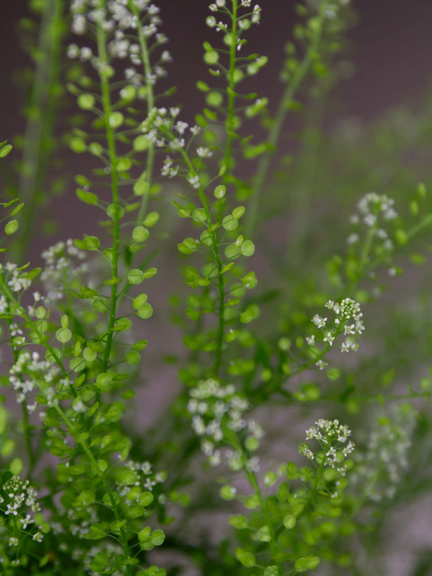 CRESS - Green Dragon - PLANTS