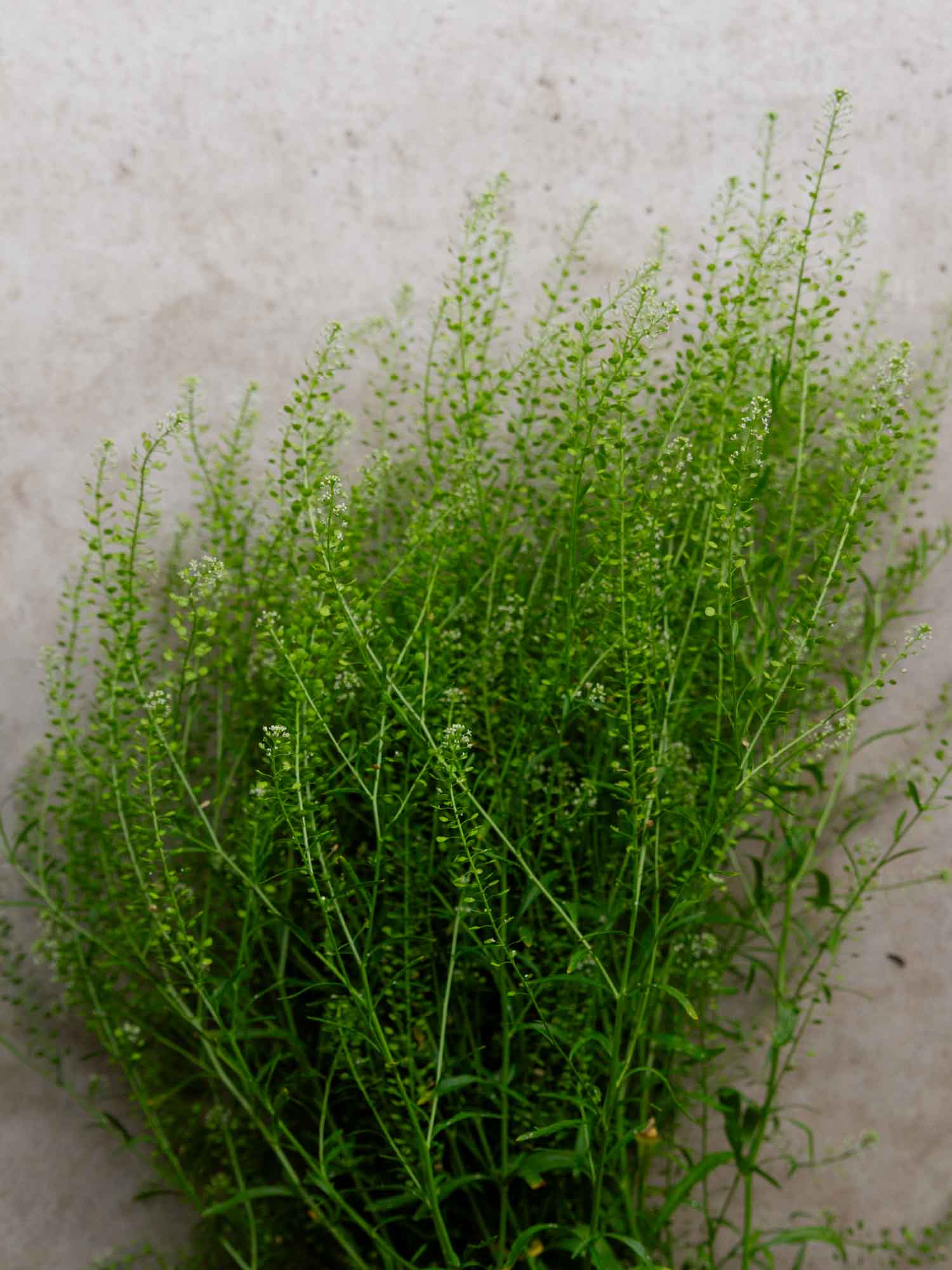CRESS - Green Dragon - PLANTS
