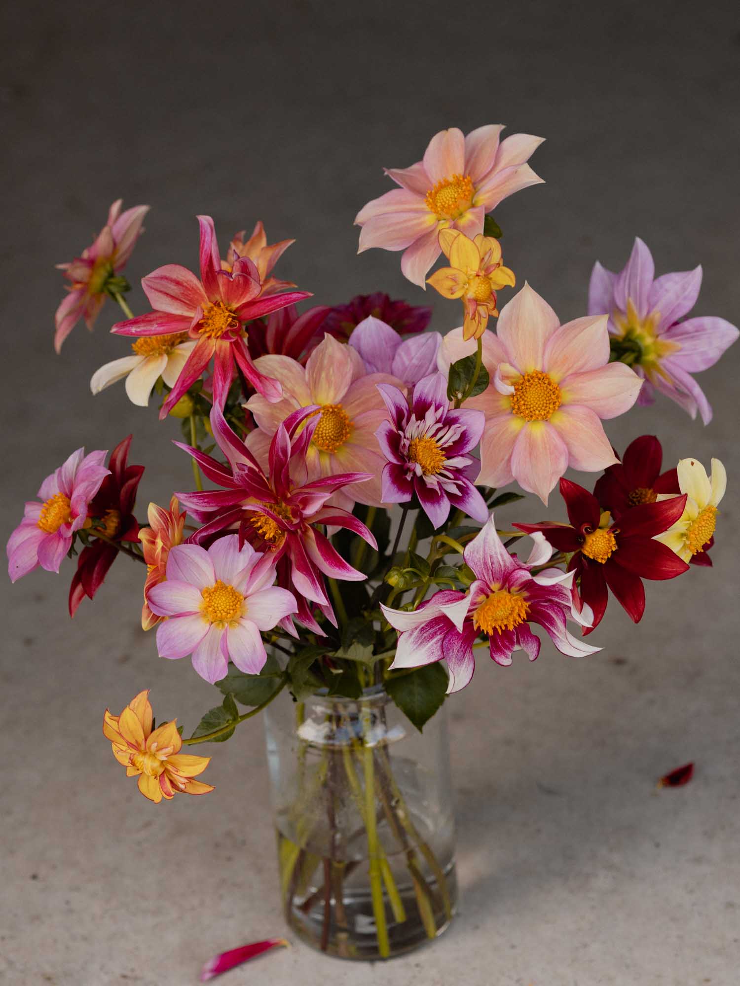 DAHLIA - Shooting Stars - PLANTS