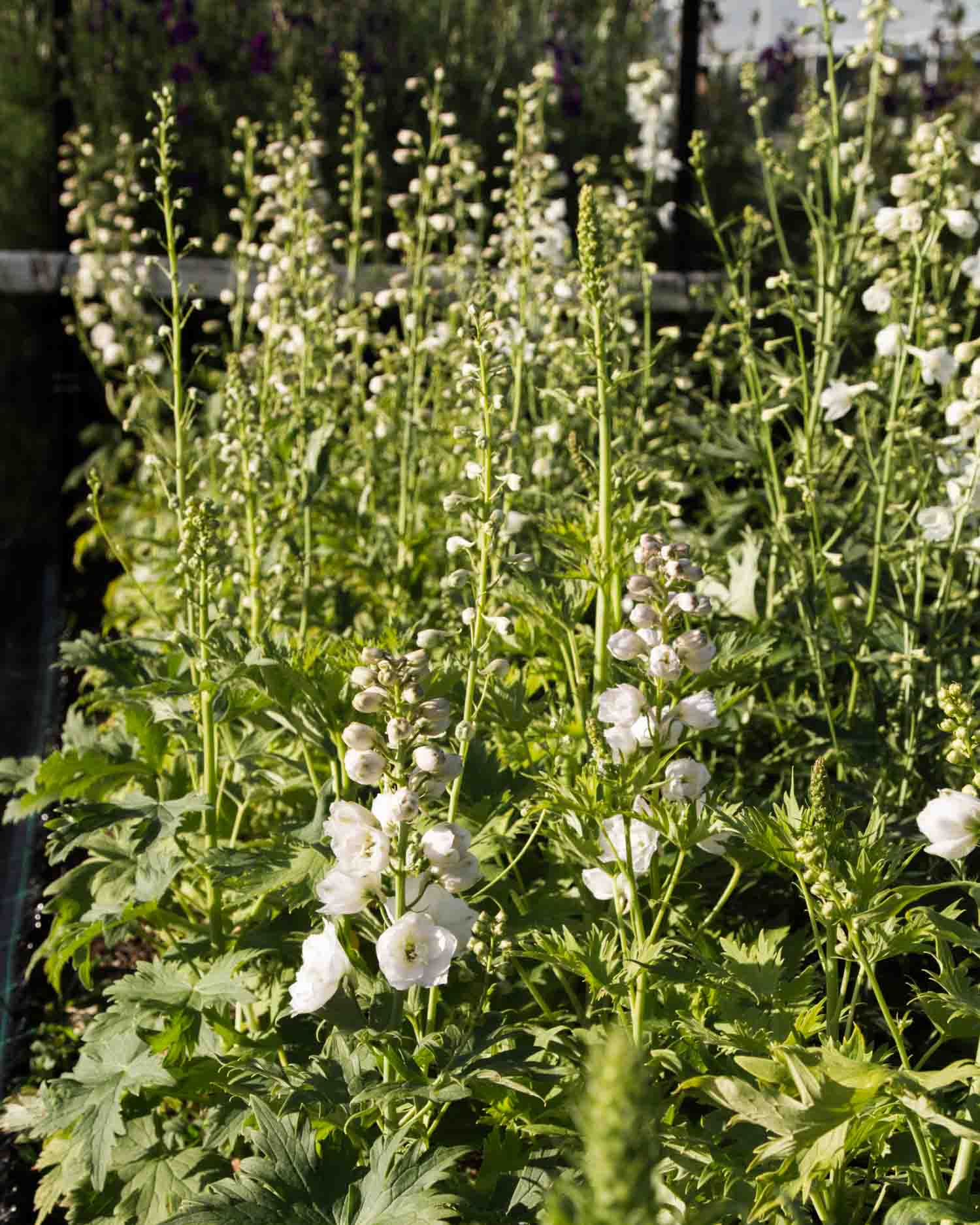 DELPHINIUM - MF Pure White - PLANTS