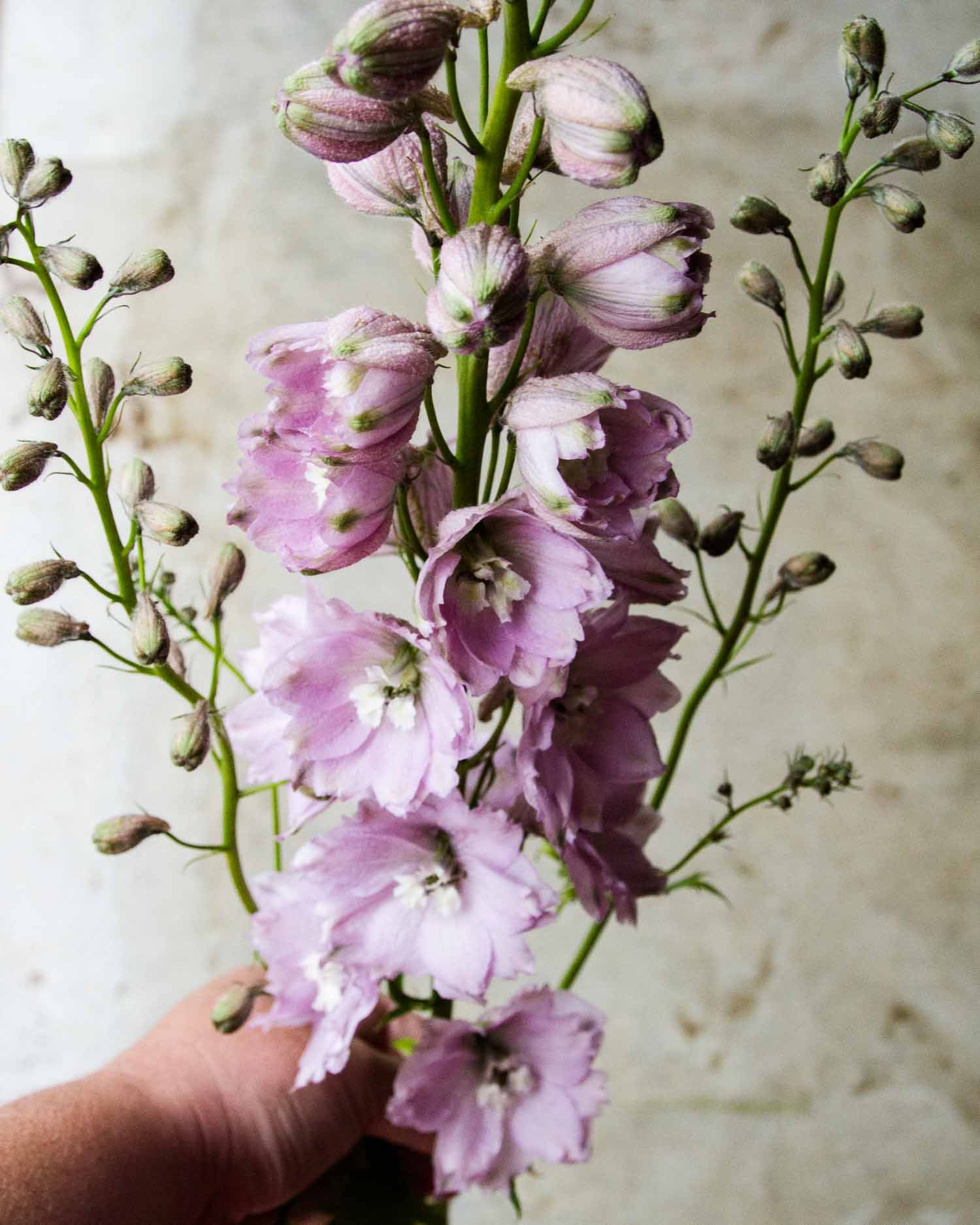 DELPHINIUM - MF Cherry Blossom - PLANTS