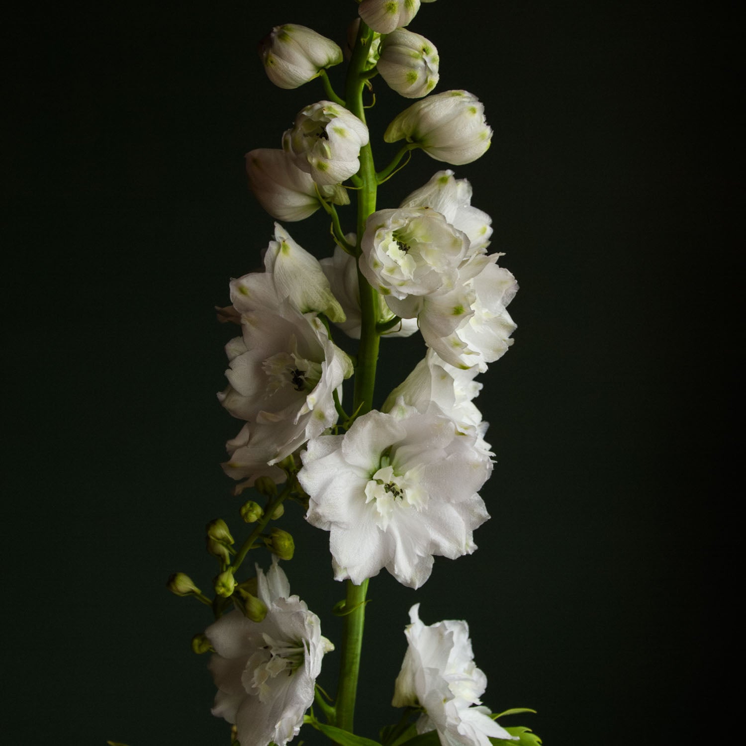 DELPHINIUM - MF Pure White - PLANTS
