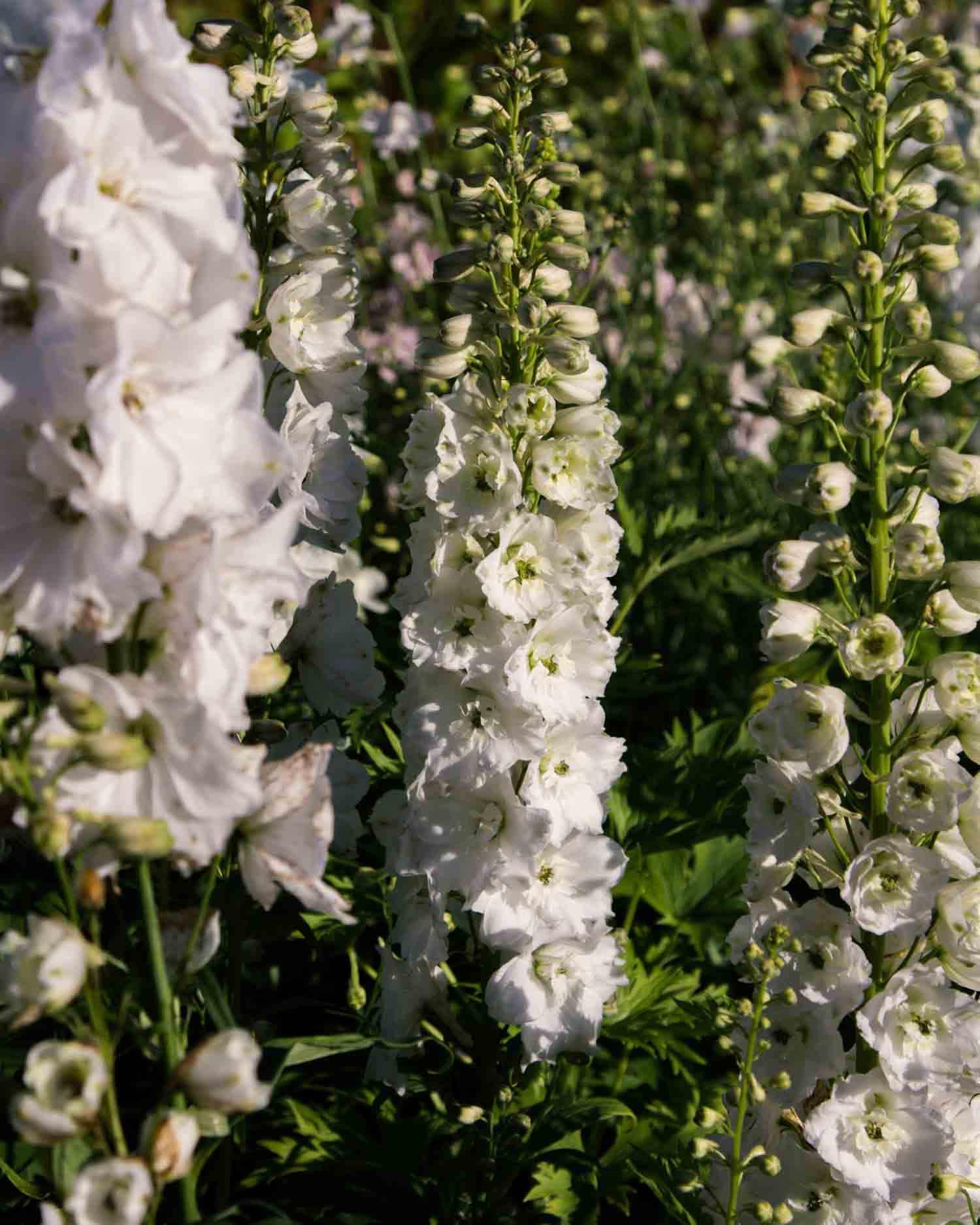 DELPHINIUM - MF Pure White - PLANTS
