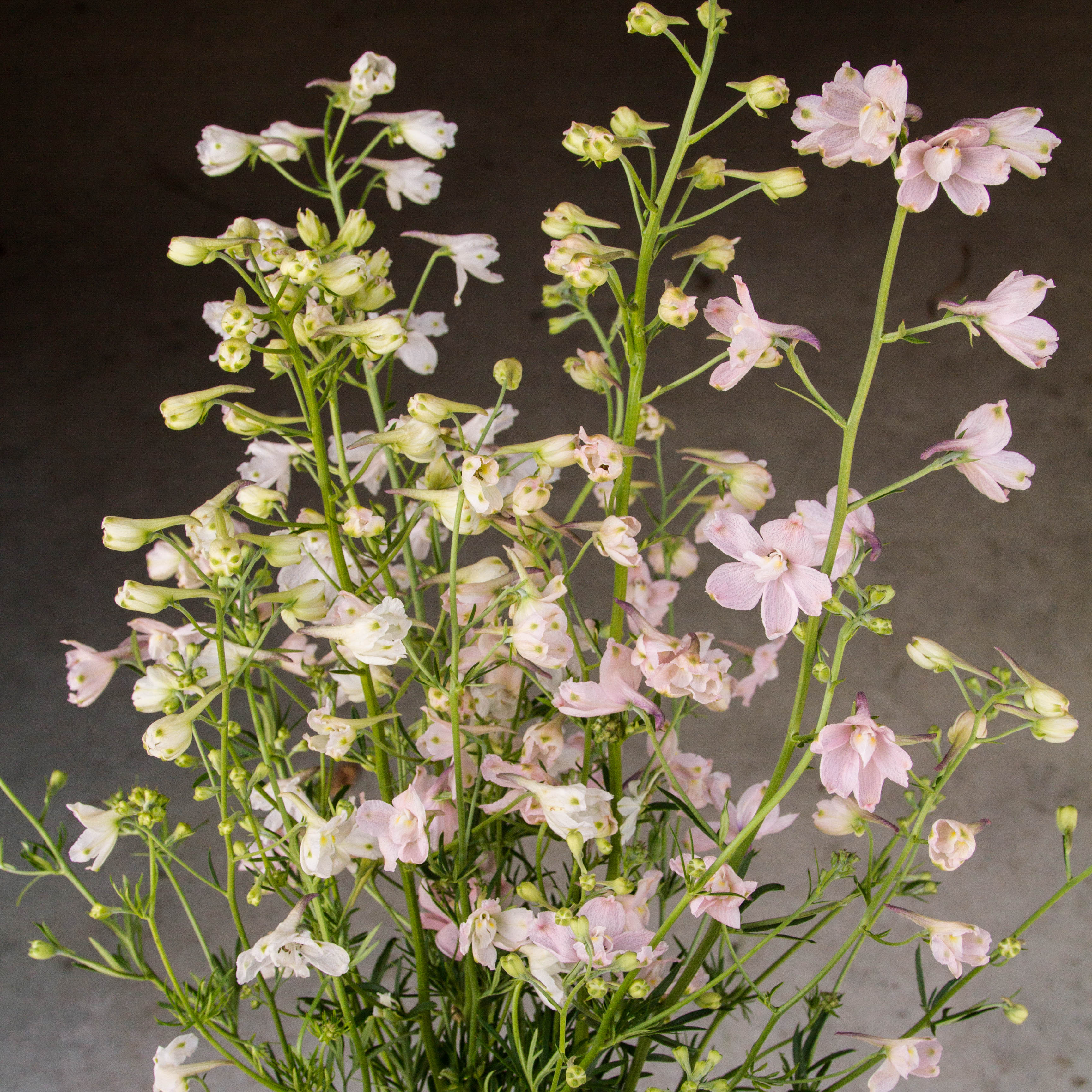 DELPHINIUM - Butterfly Pink - PLANTS