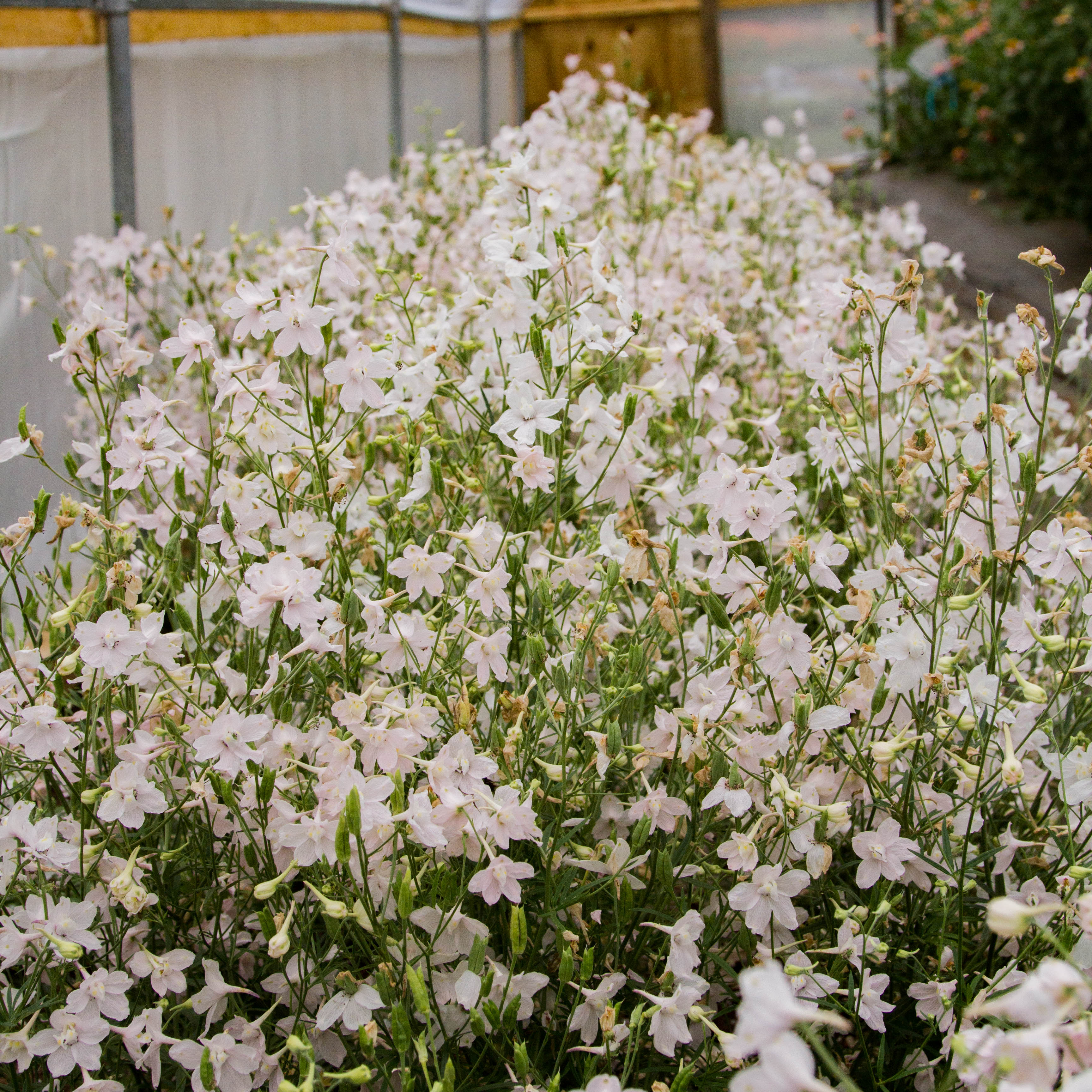 DELPHINIUM - Butterfly Pink - PLANTS