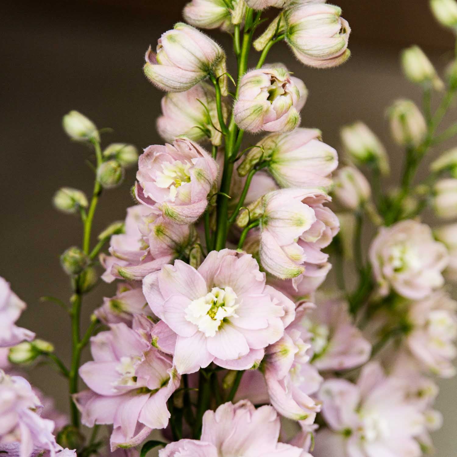 DELPHINIUM - MF Cherry Blossom - PLANTS