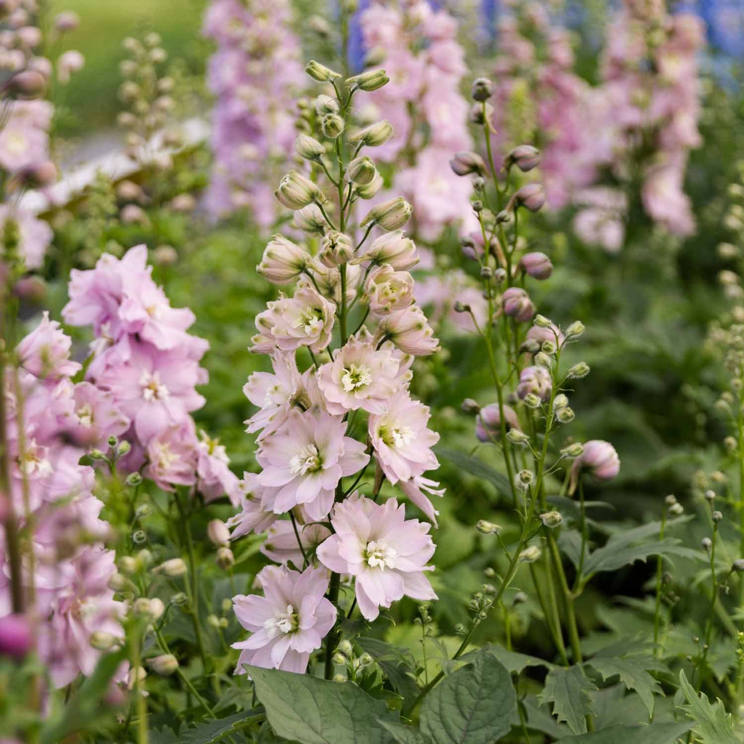 Delphinium - Cherry Blossom