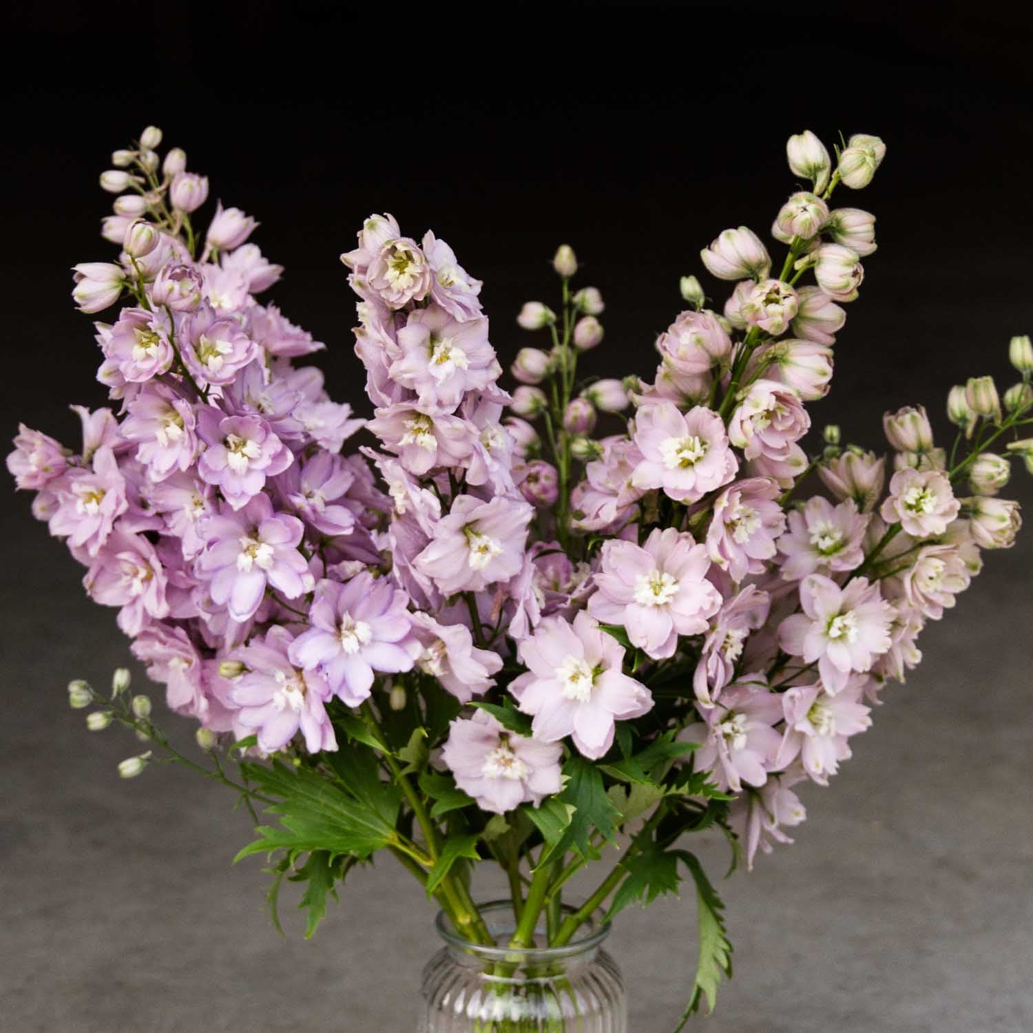 Delphinium - Cherry Blossom