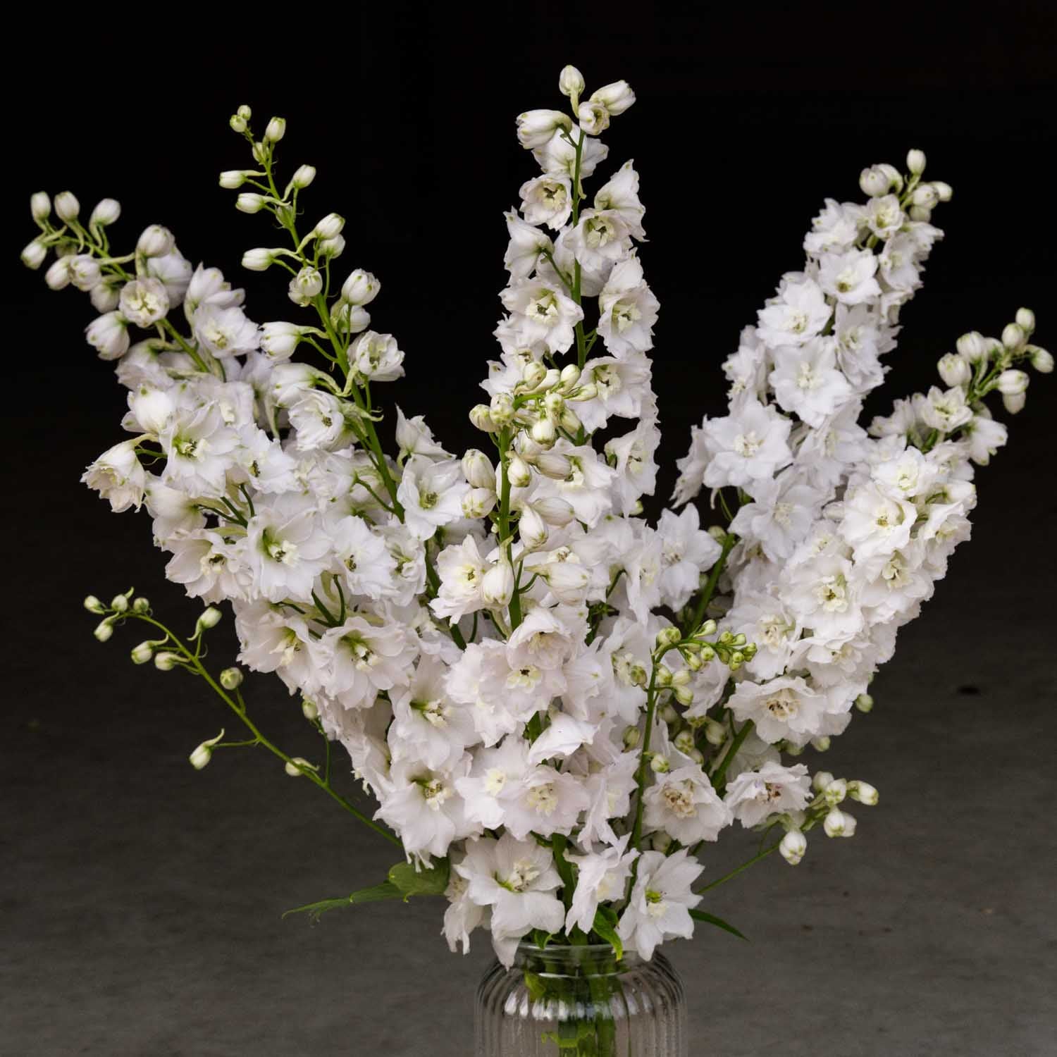 DELPHINIUM - MF Pure White - PLANTS