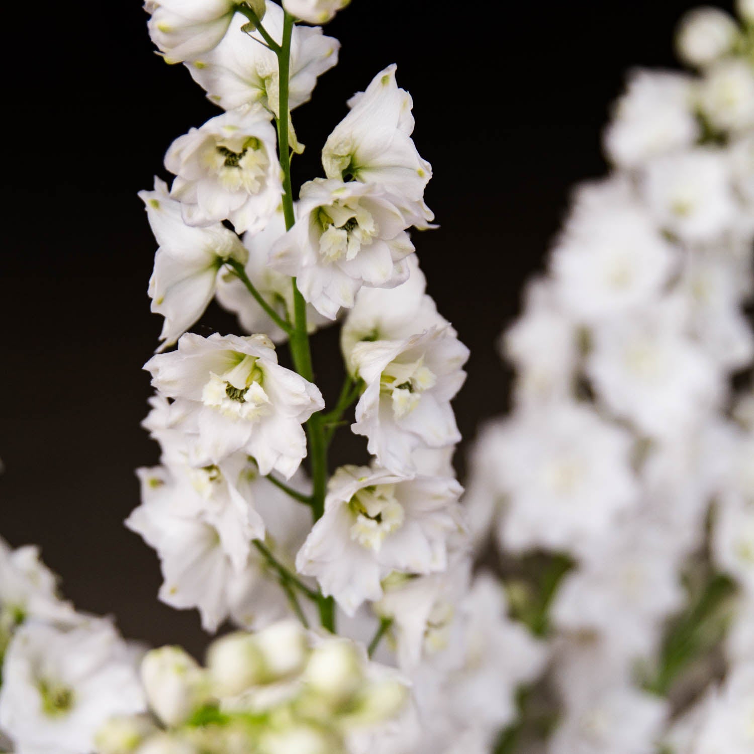 DELPHINIUM - MF Pure White - PLANTS