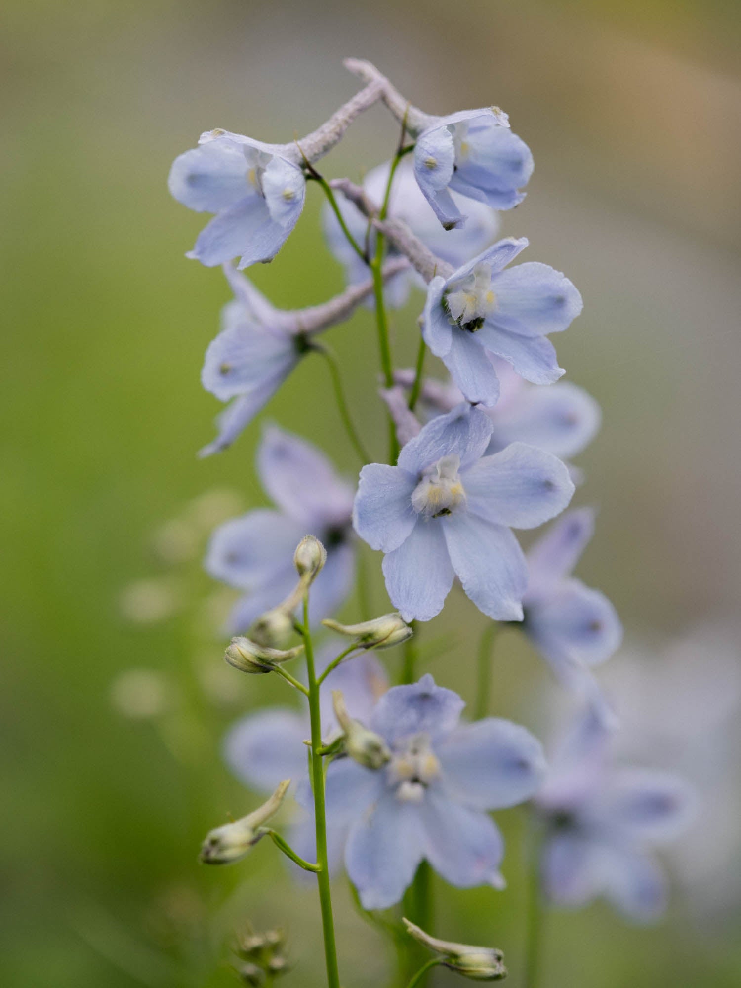 Delphinium - Cliveden Beauty