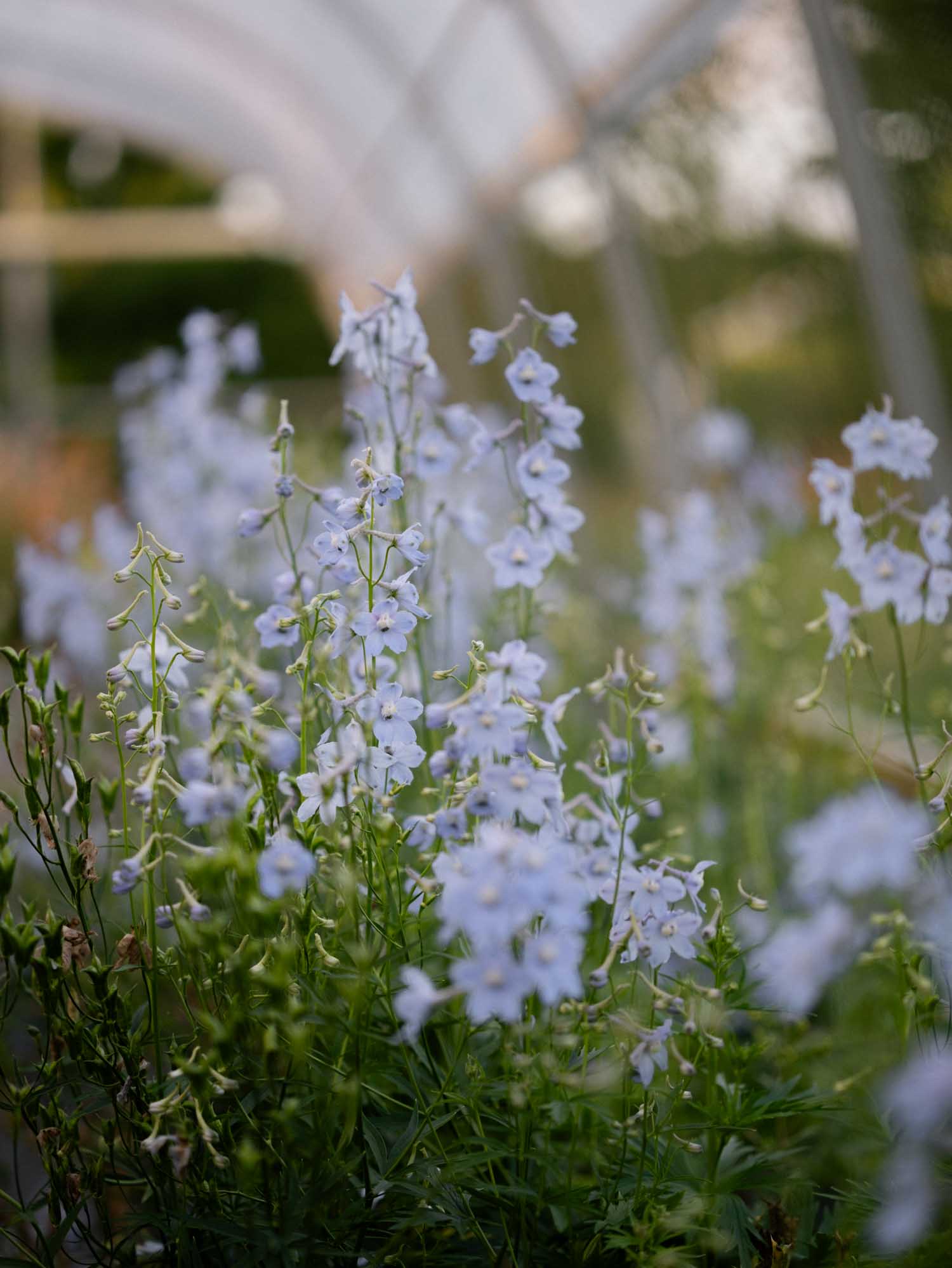 Delphinium - Cliveden Beauty
