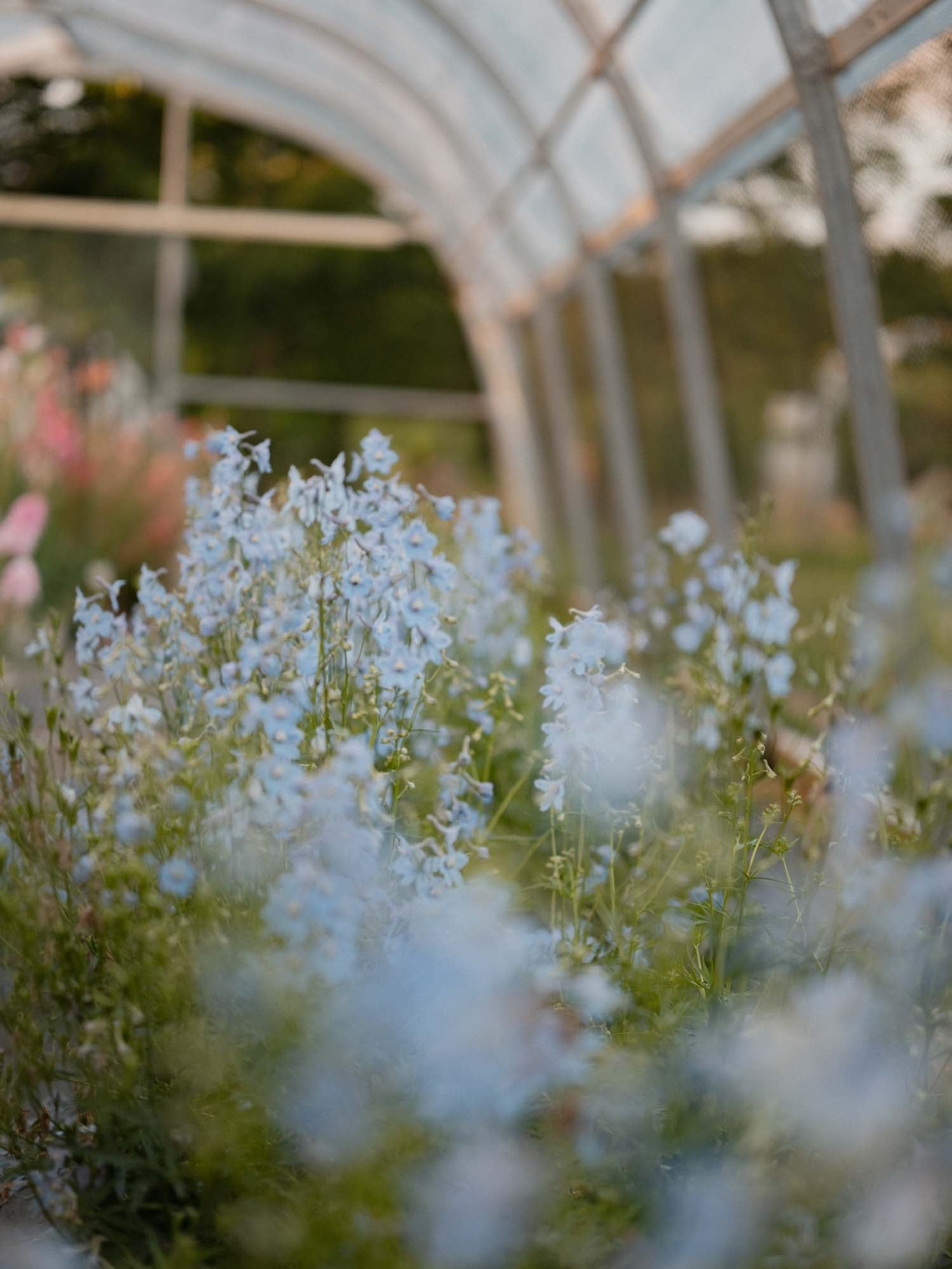 Delphinium - Cliveden Beauty