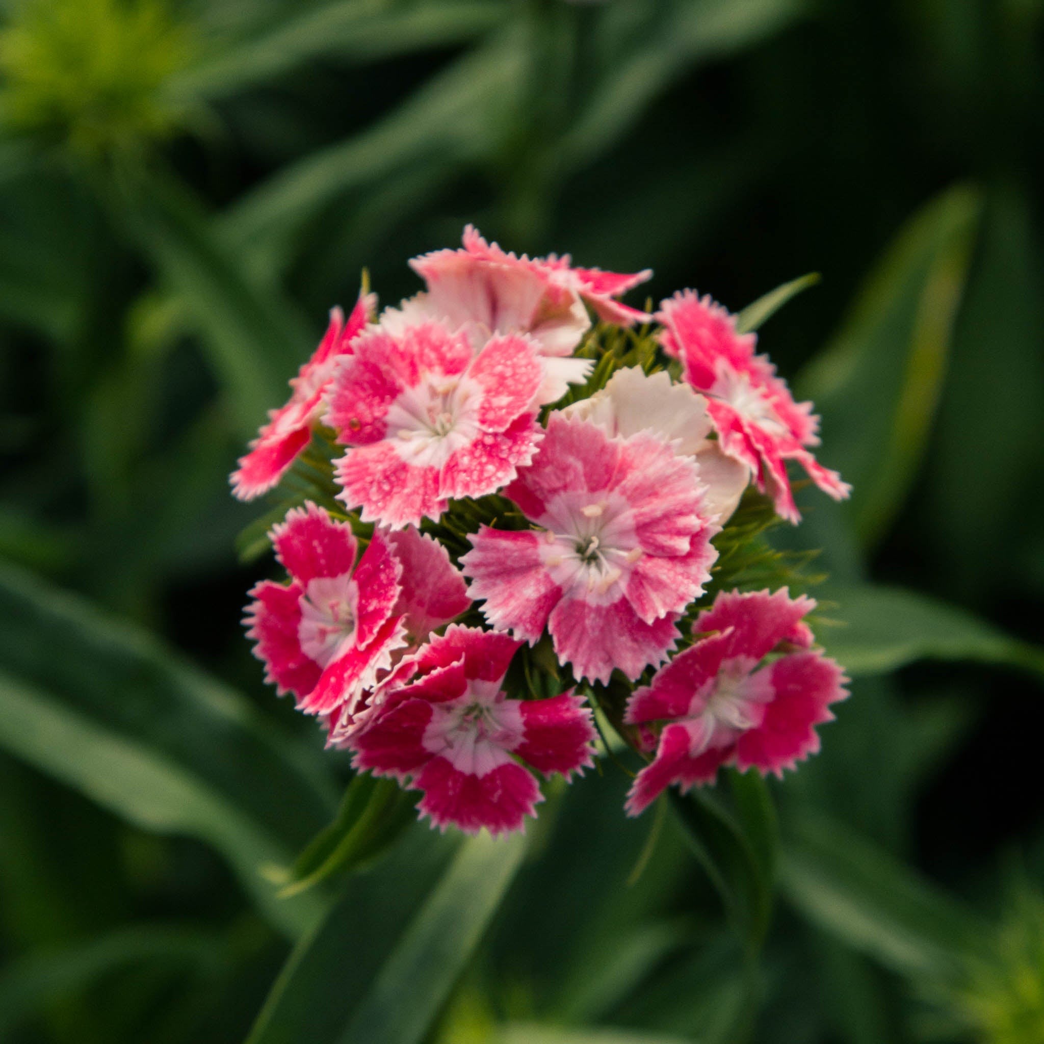 Dianthus - Salmon Pink - PLANTS