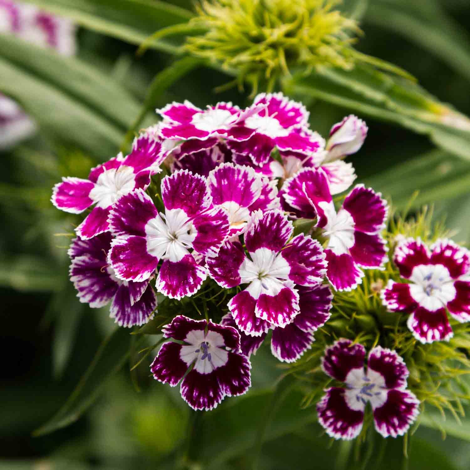 Dianthus - Purple Crown