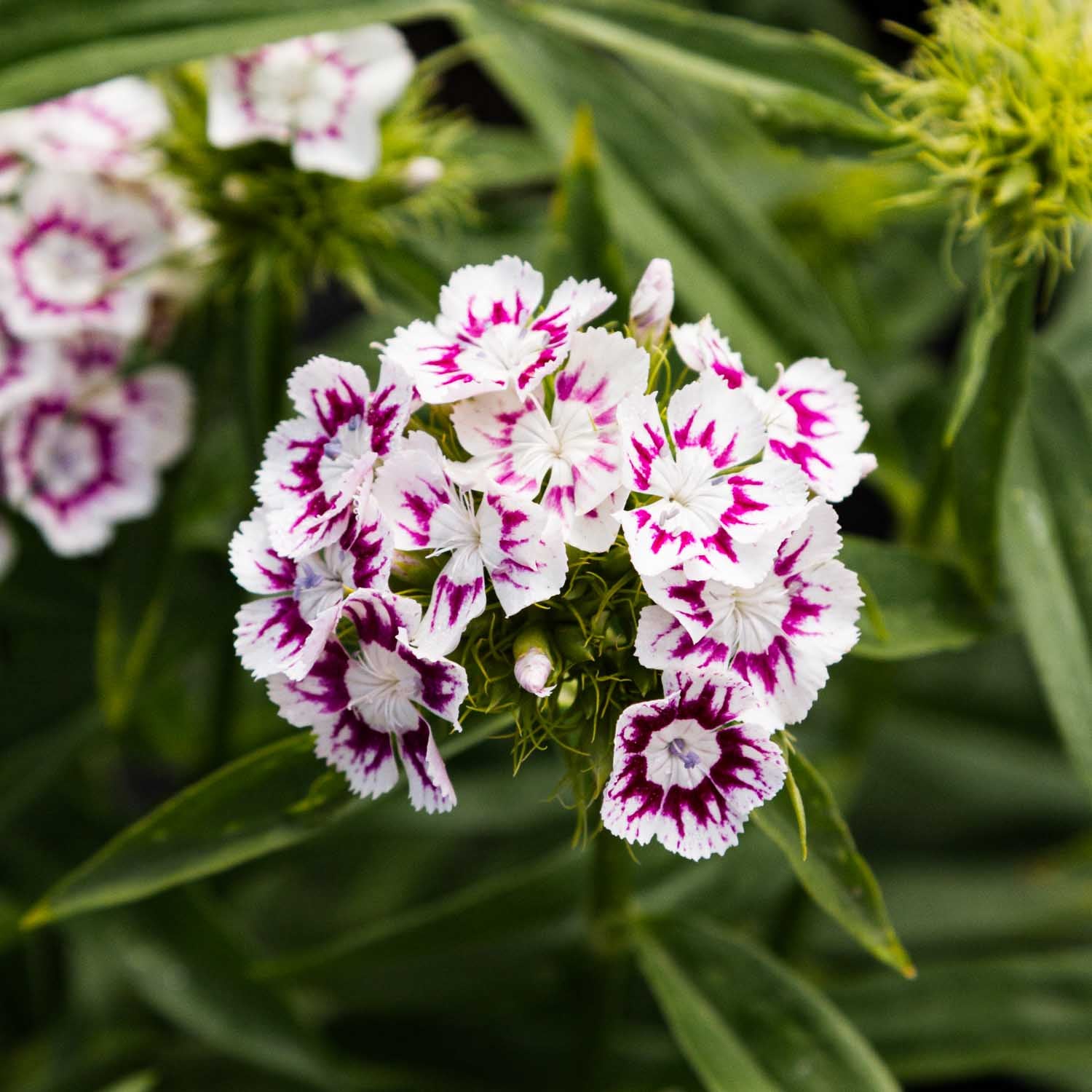 Dianthus - Purple Crown