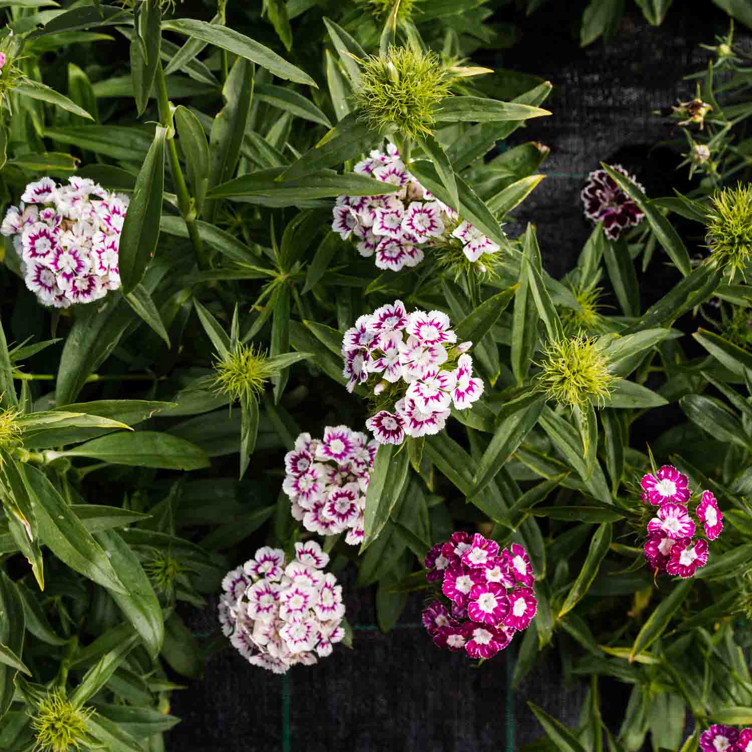 Dianthus - Purple Crown