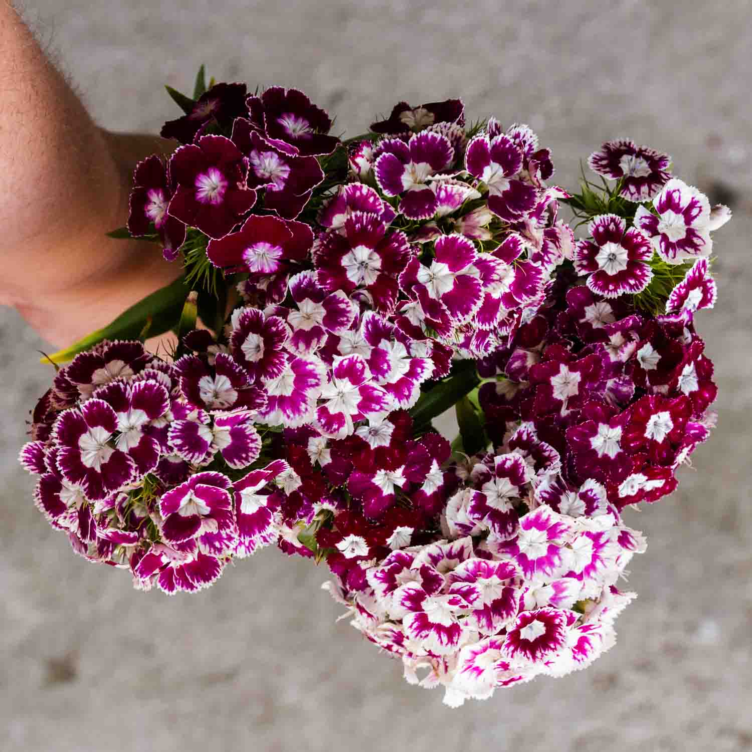 Dianthus - Purple Crown