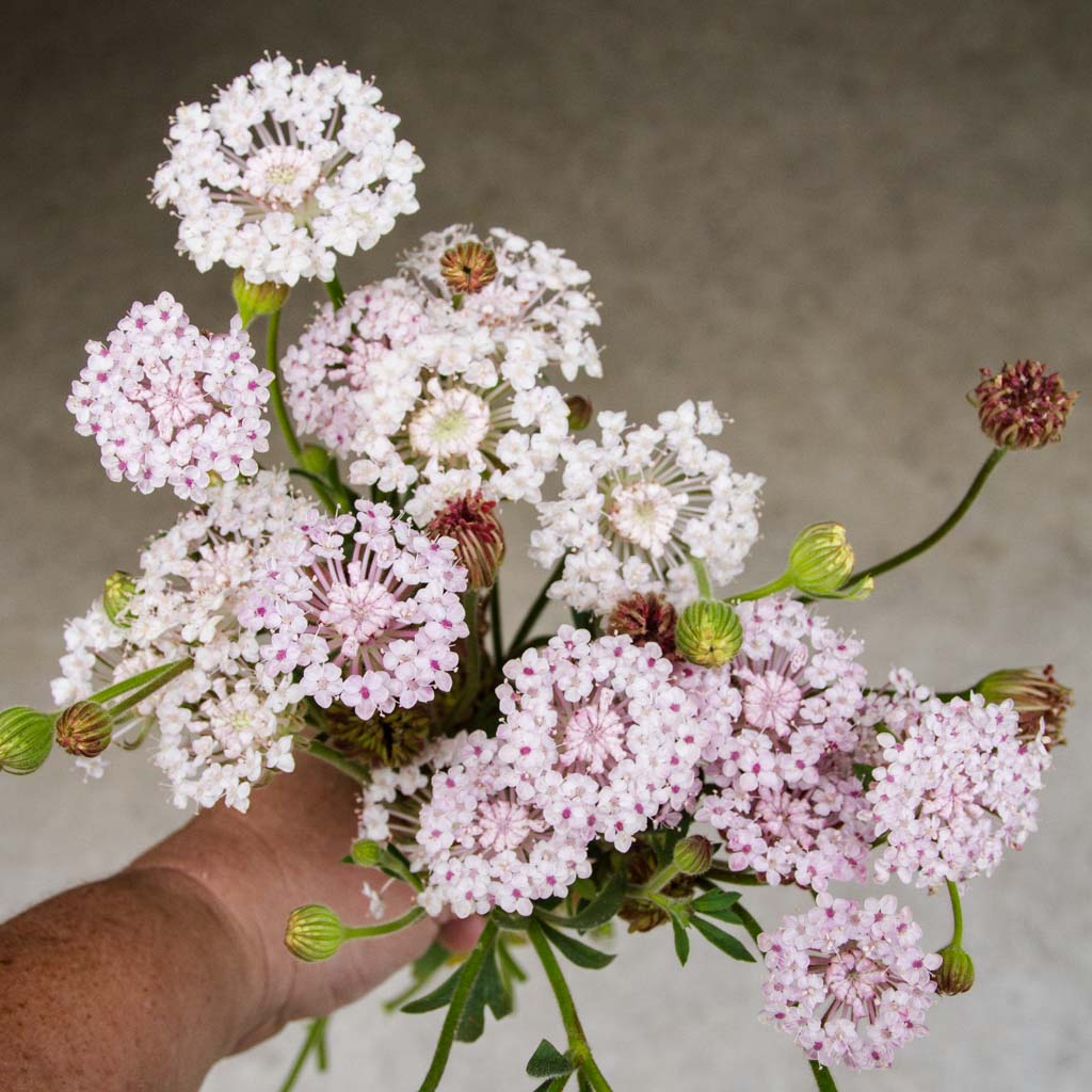 Lace Flower Seeds - Pink Didiscus