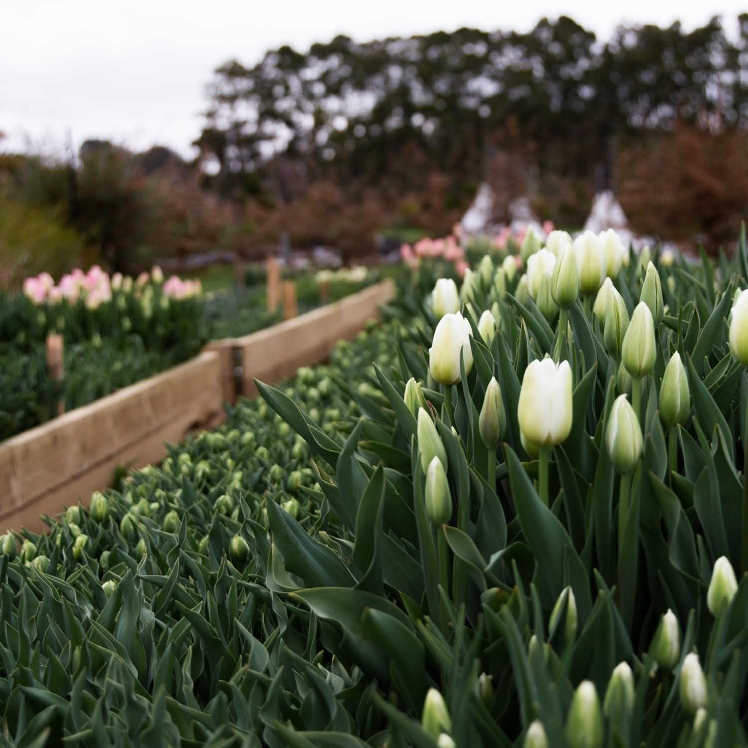 BULK FLOWERS: Tulip - Mix