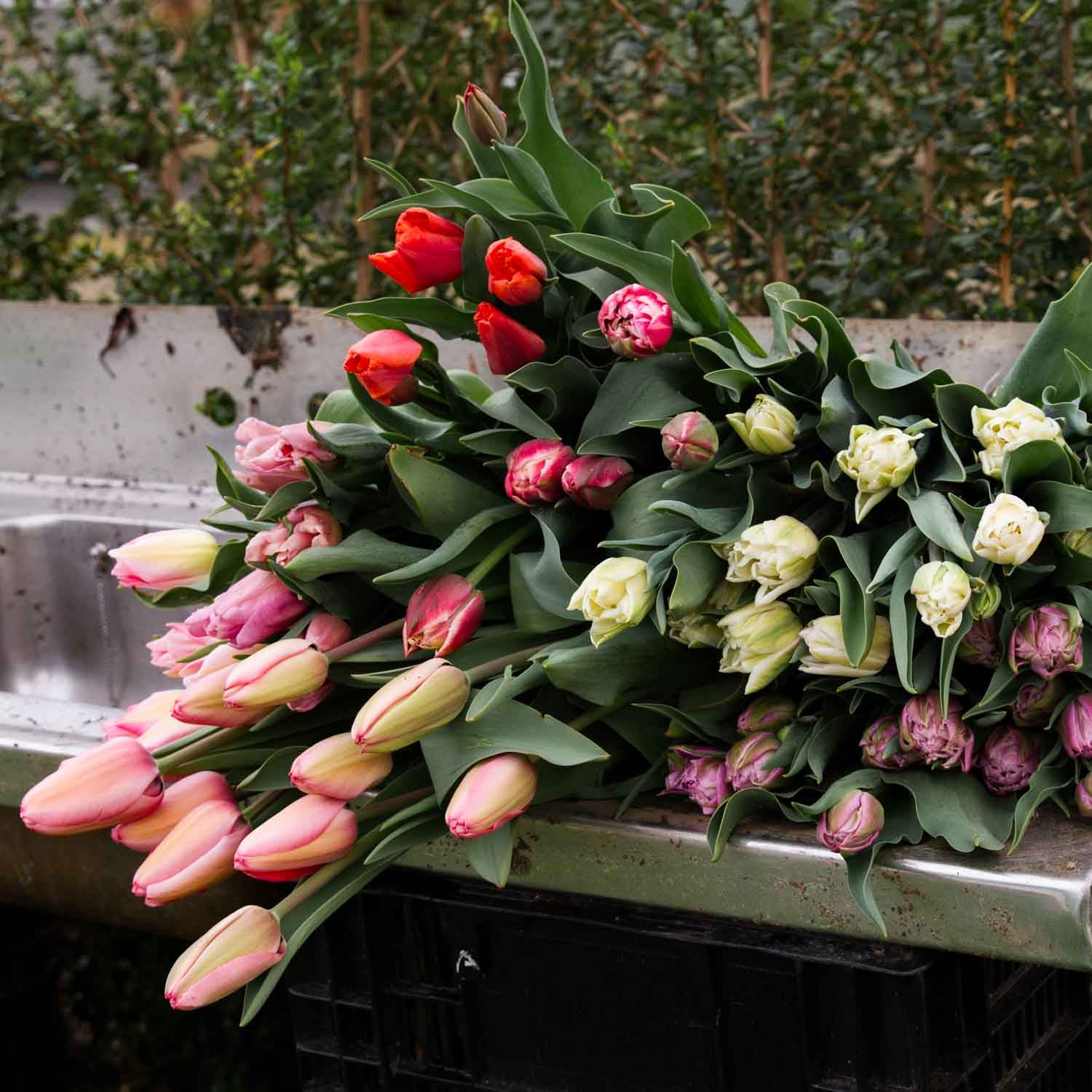 BULK FLOWERS: Tulip - Mix