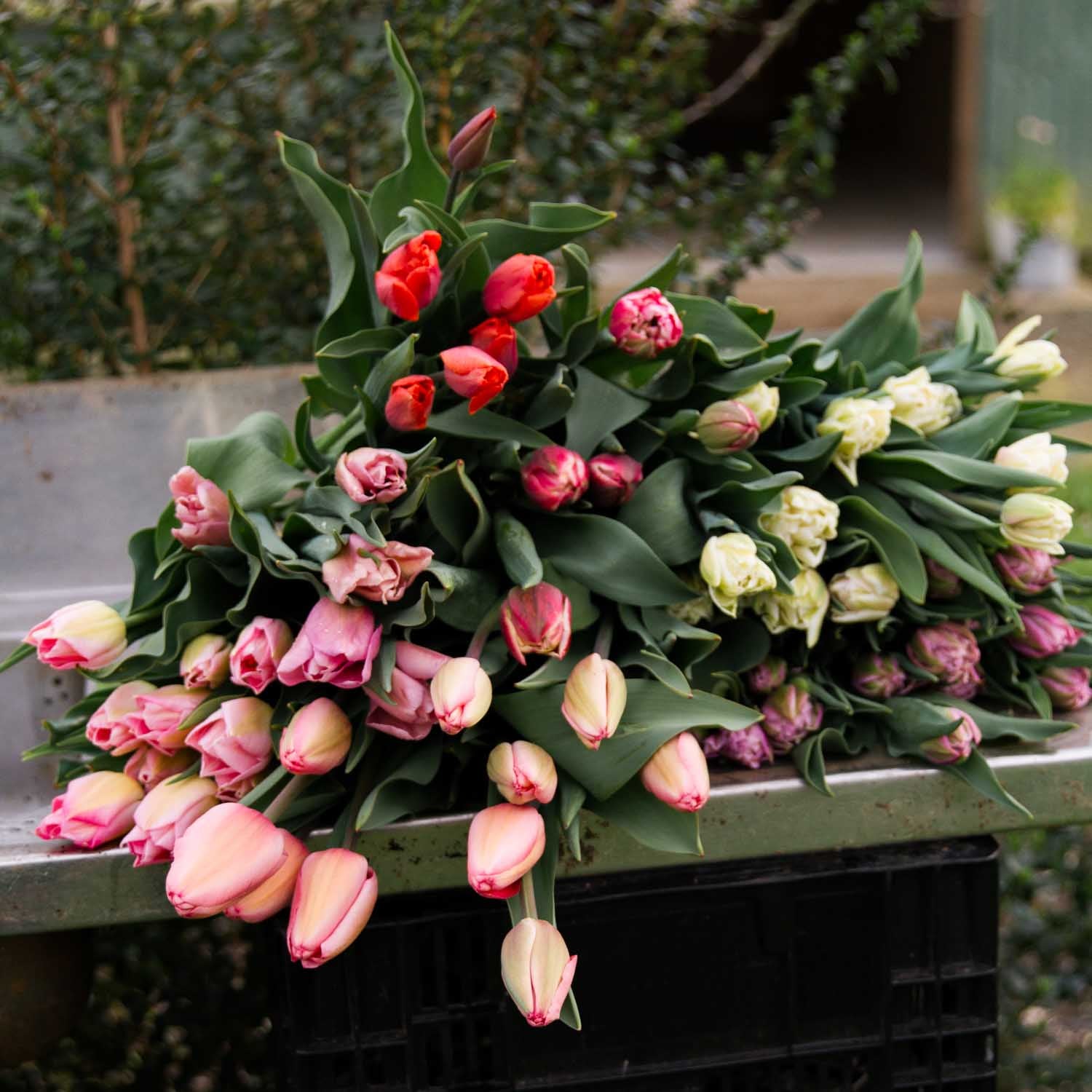 BULK FLOWERS: Tulip - Mix
