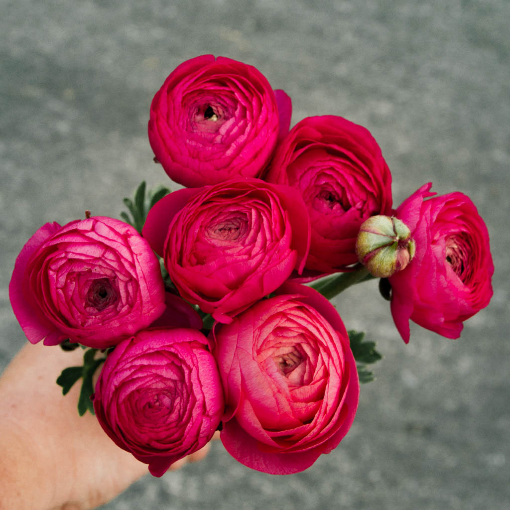 RANUNC - Hot Pink - PLANTS