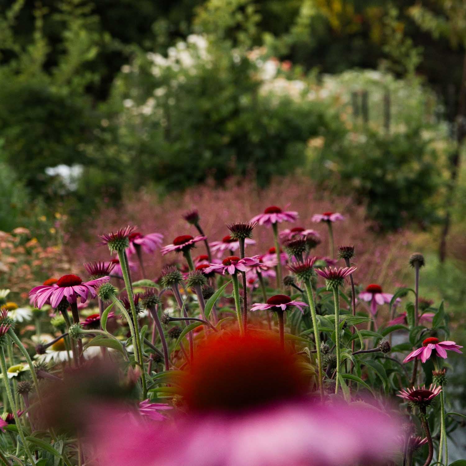 Echinacea - Primadonna Deep Rose