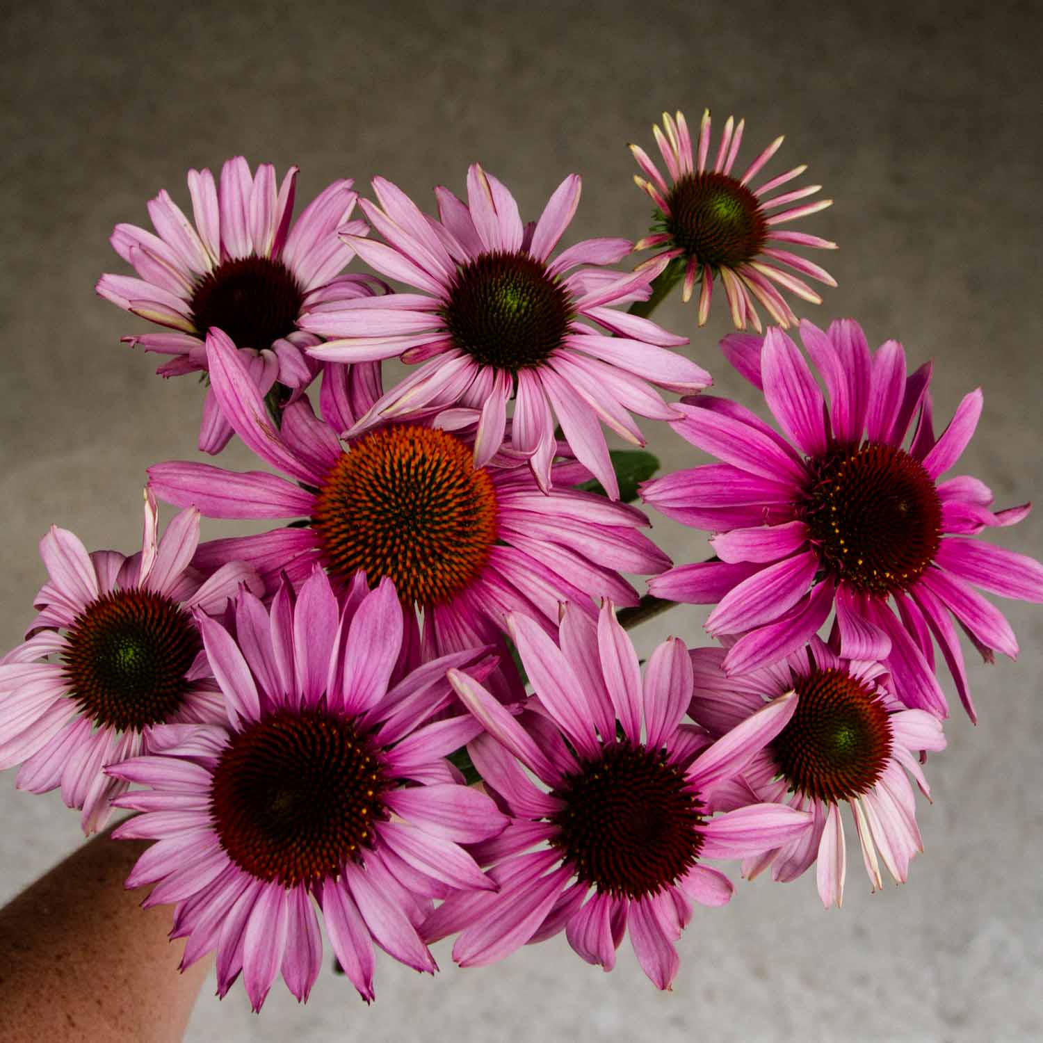 Echinacea - Primadonna Deep Rose