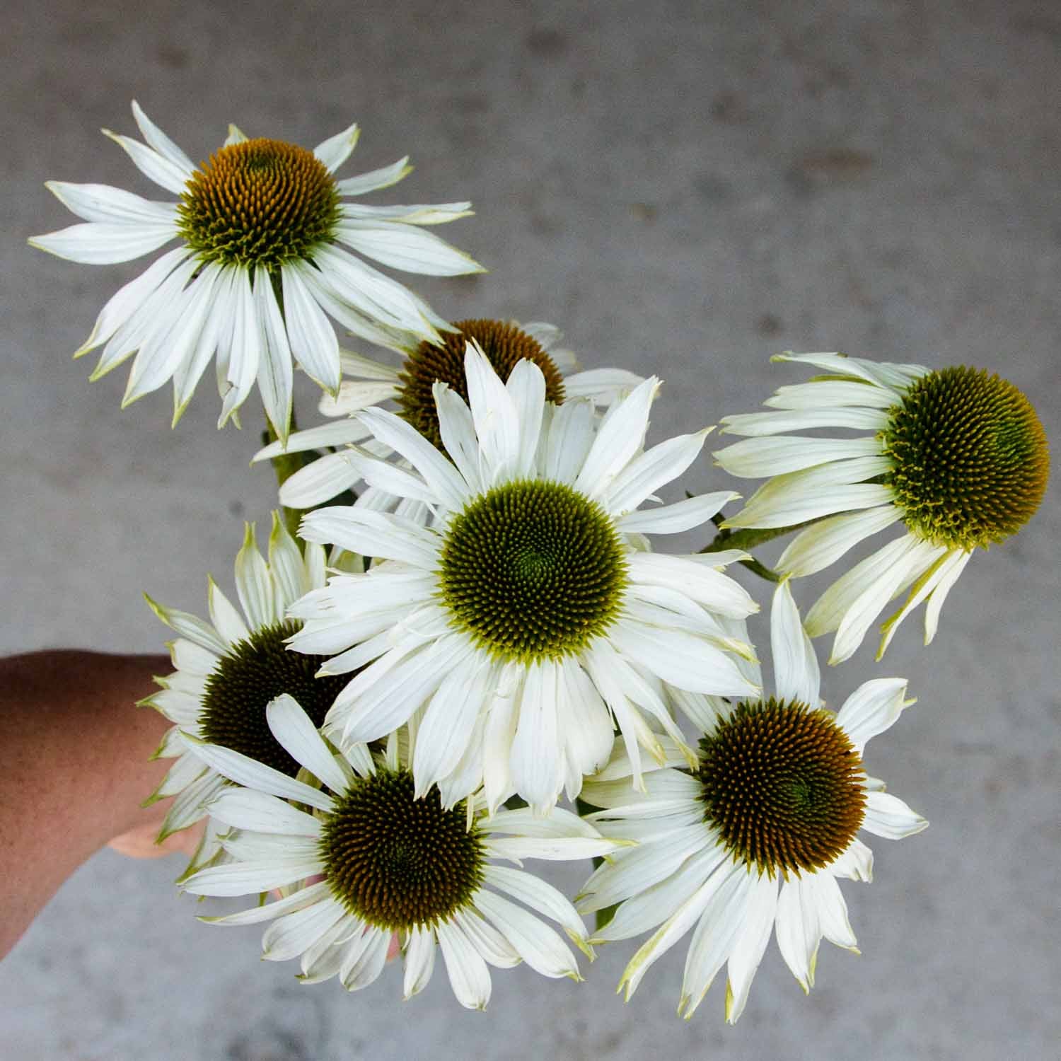 Echinacea - Primadonna White - Seeds NZ