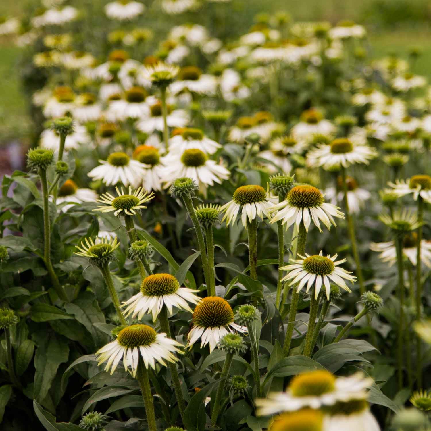 Echinacea - Primadonna White