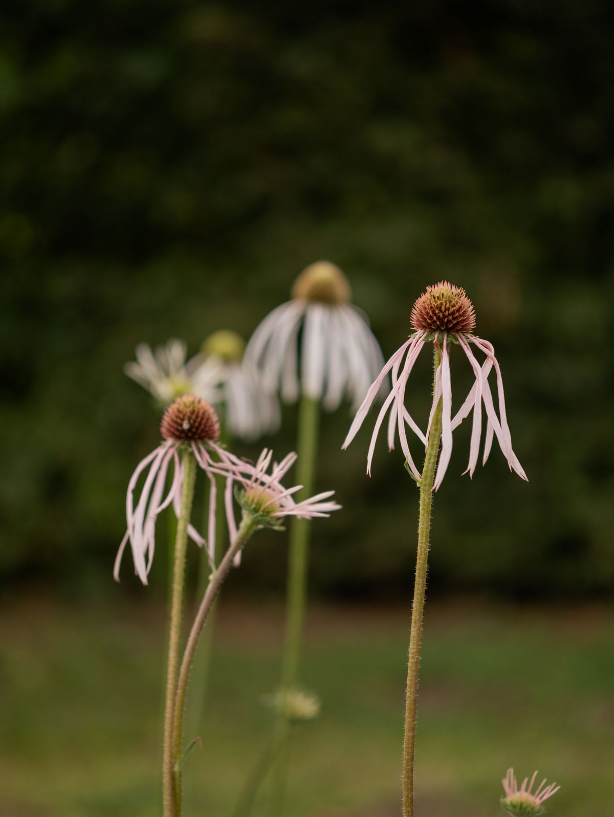 ECHINACEA - Hula Dancer - PLANTS