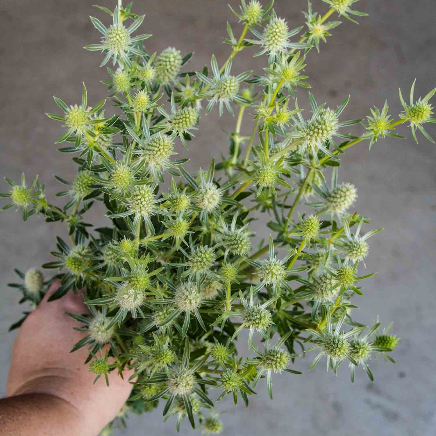ERYNGIUM White Glitter PLANTS eryngium-white-glitter-plants