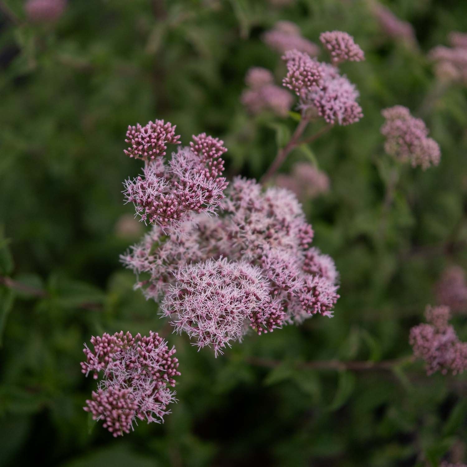 EUPATORIUM cannabium - Hemp Agrimony - PLANTS