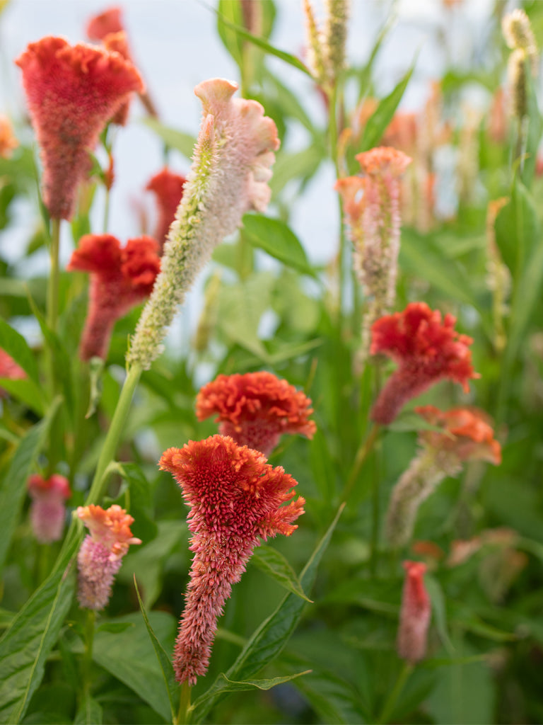 CELOSIA - Coral Reef