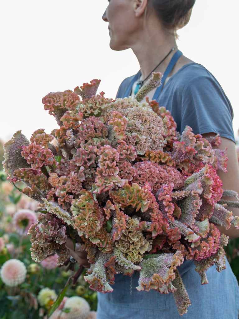 CELOSIA - Dusty Rose