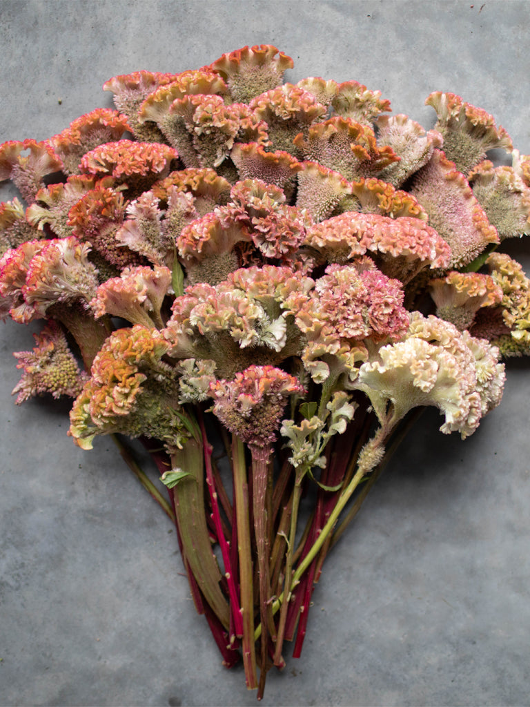 CELOSIA - Dusty Rose