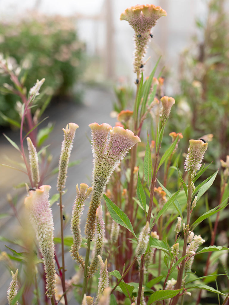 CELOSIA - Dusty Rose