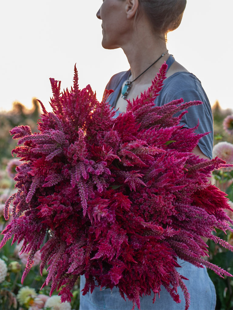 CELOSIA - Raspberry Lemonade