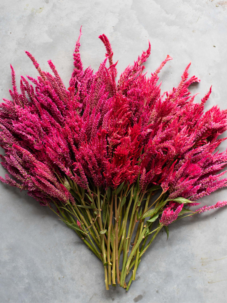 CELOSIA - Raspberry Lemonade