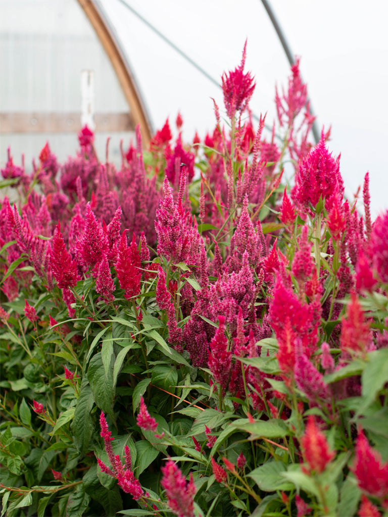 CELOSIA - Raspberry Lemonade